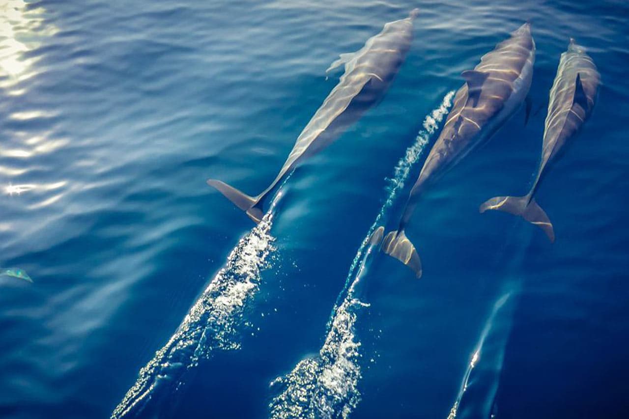 Följ med på en båtutflykt så har du chans att se delfiner