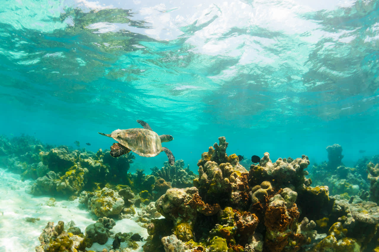 Maldivernas undervattensvärld