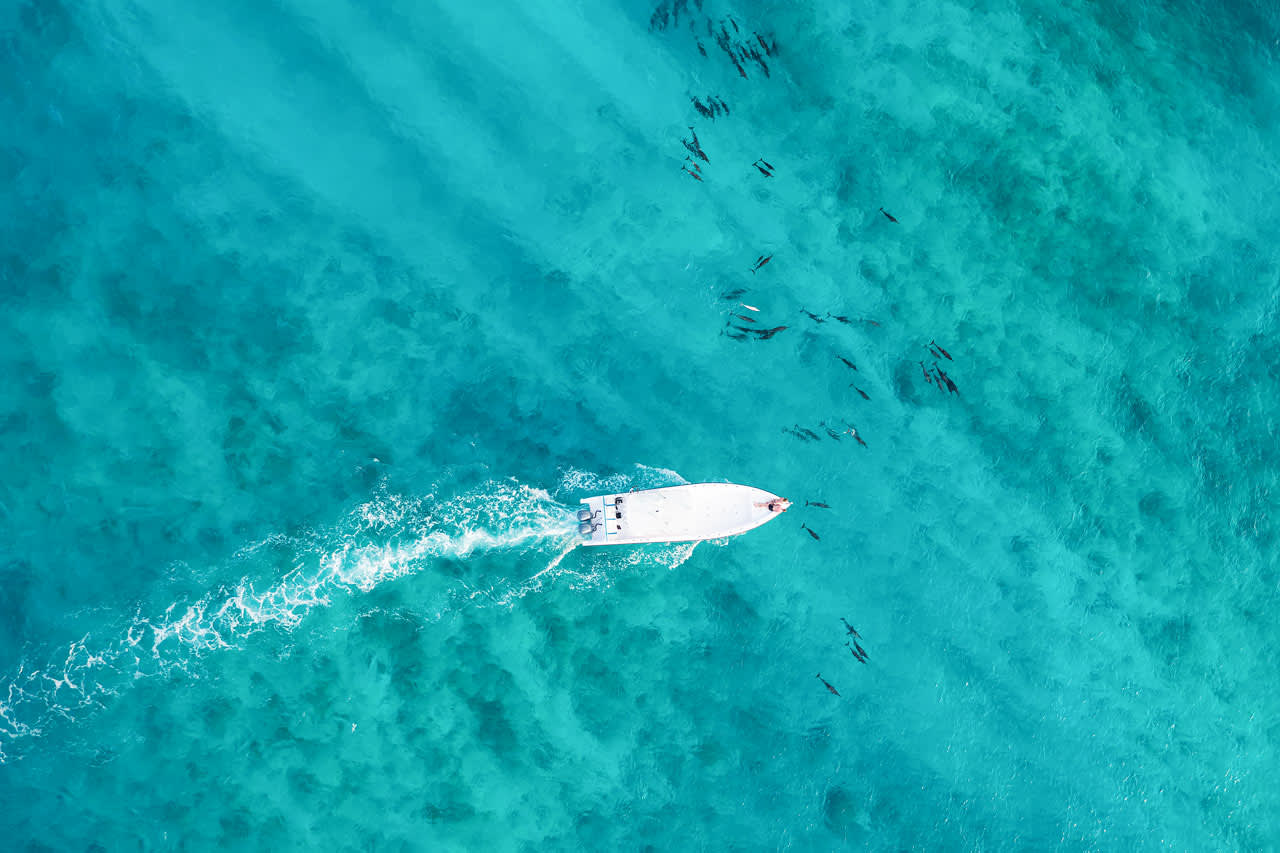 Åk på en båtutflykt så har du chans att se delfiner