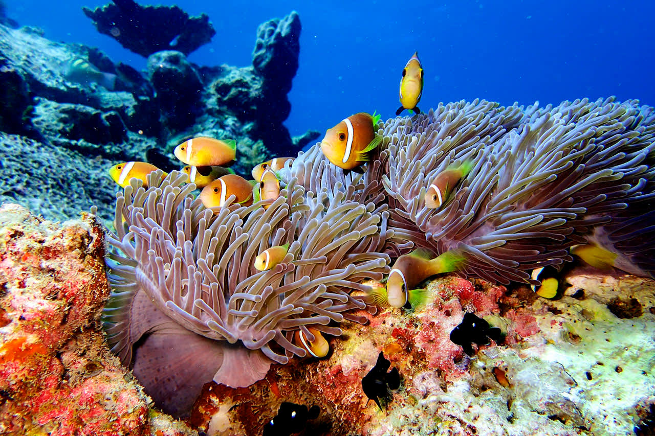 Runt hotellet slingrar sig ett imponerande koralrev där du likt ett stort akvarium kan skåda över hundra olika fiskar och havsdjur i deras naturliga miljö