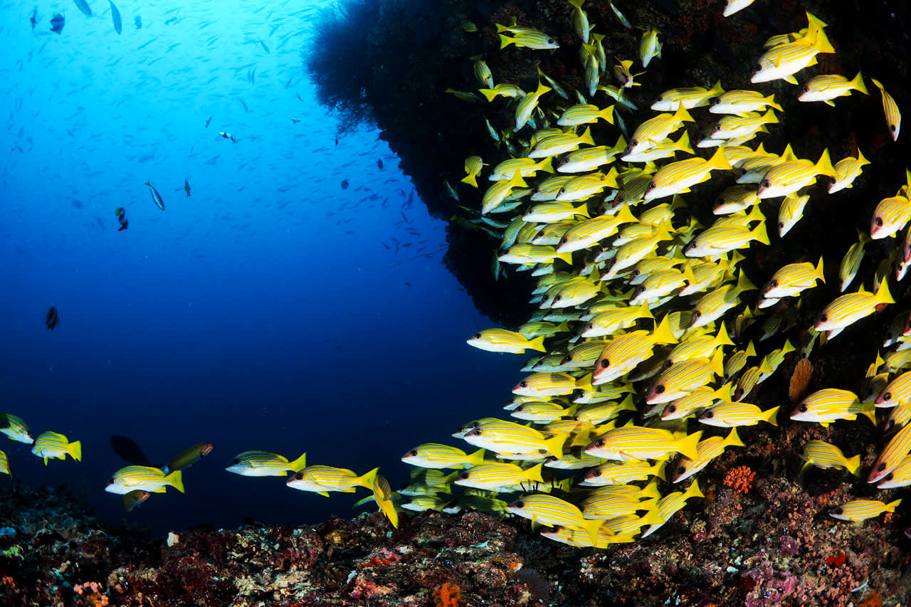 Runt hotellet slingrar sig ett imponerande koralrev där du likt ett stort akvarium kan skåda över hundra olika fiskar och havsdjur i deras naturliga miljö