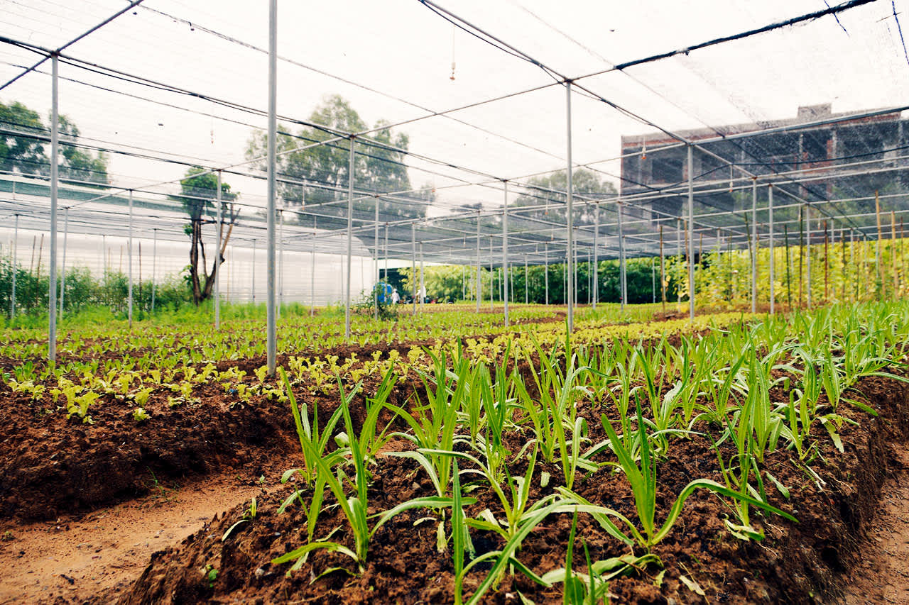 La Veranda Resort har ett eget trädgårdsland där man odlar olika örtkryddor och sallader
