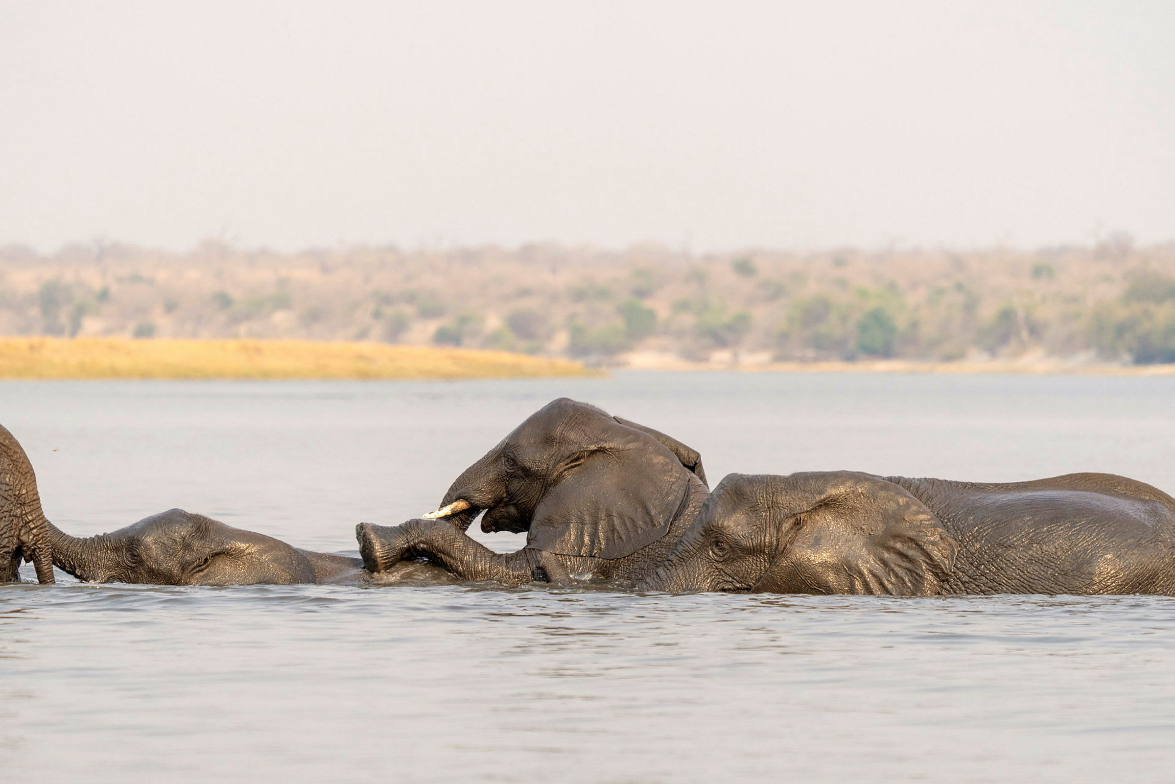 Chobe Game Lodge