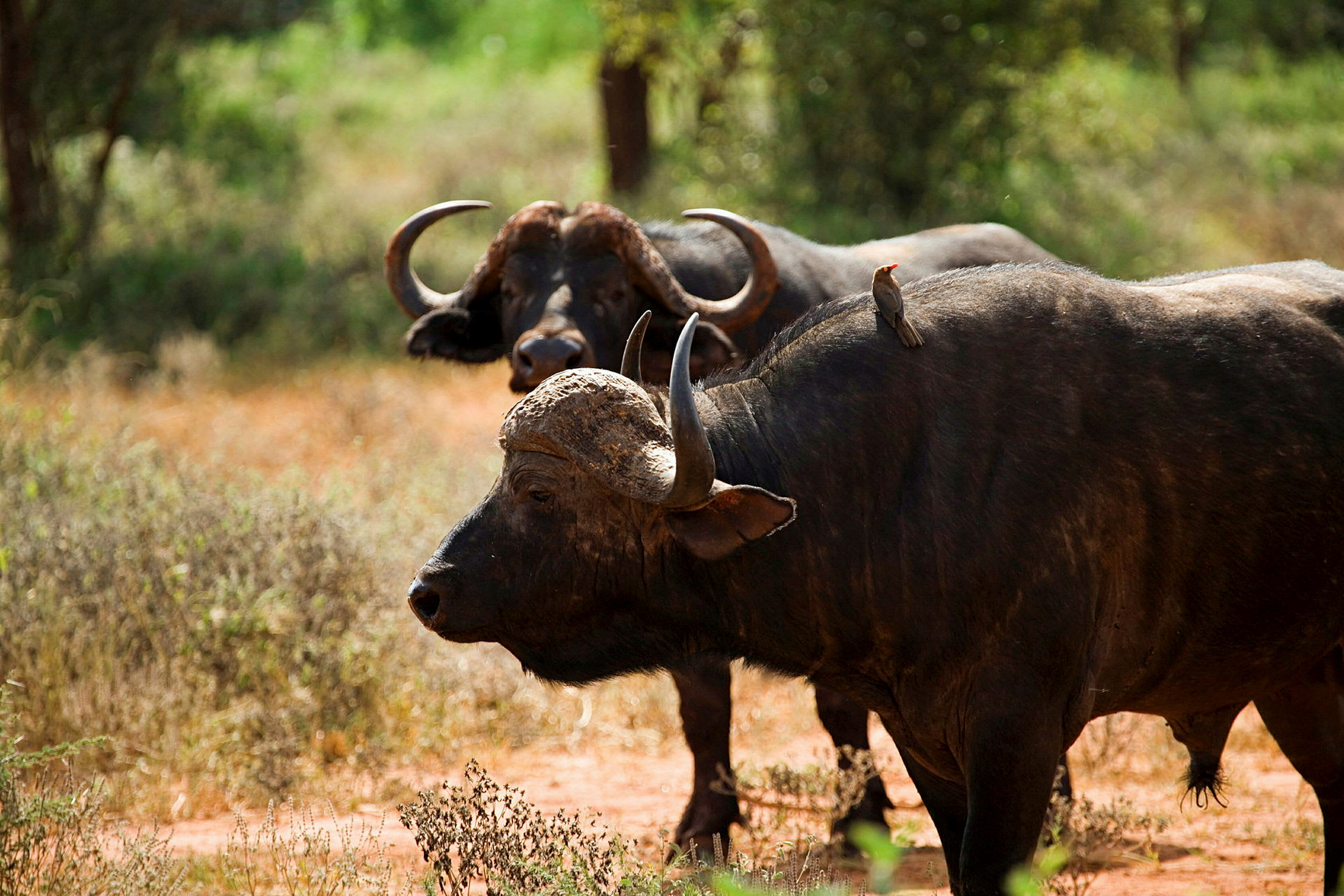 Bufflar i Amboseli National Park