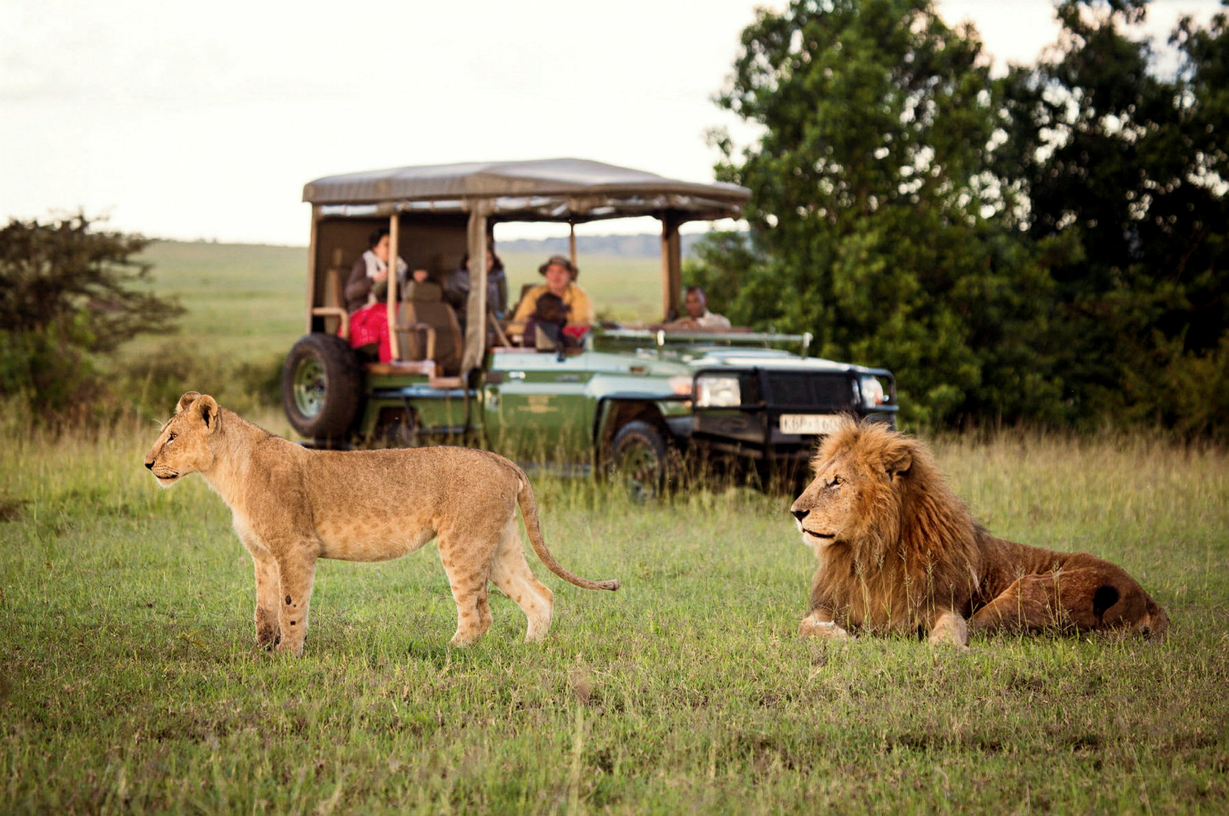 Game drive i Masai Mara National Park