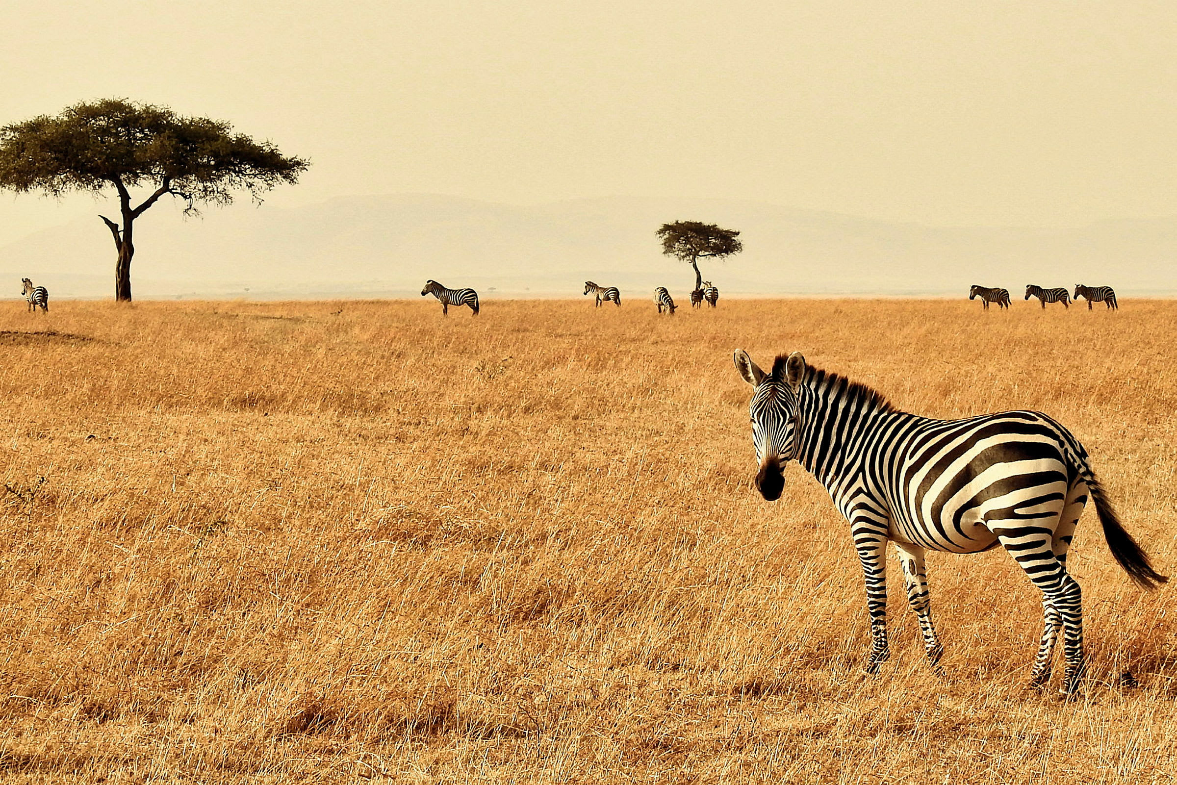 Zebra på Masai Mara National Parks vidsträckta savann