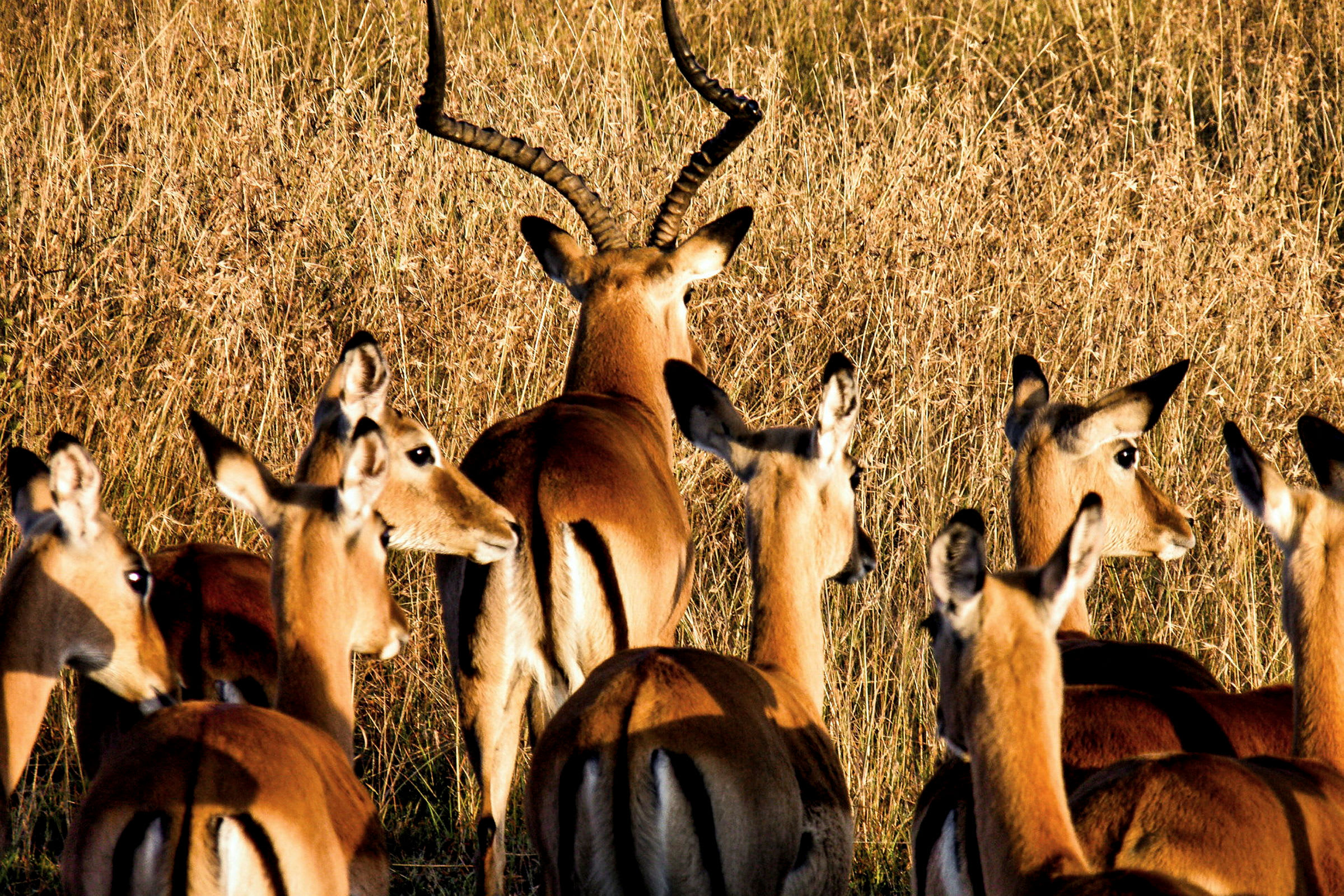 En flock impalor i Masai Mara National Park