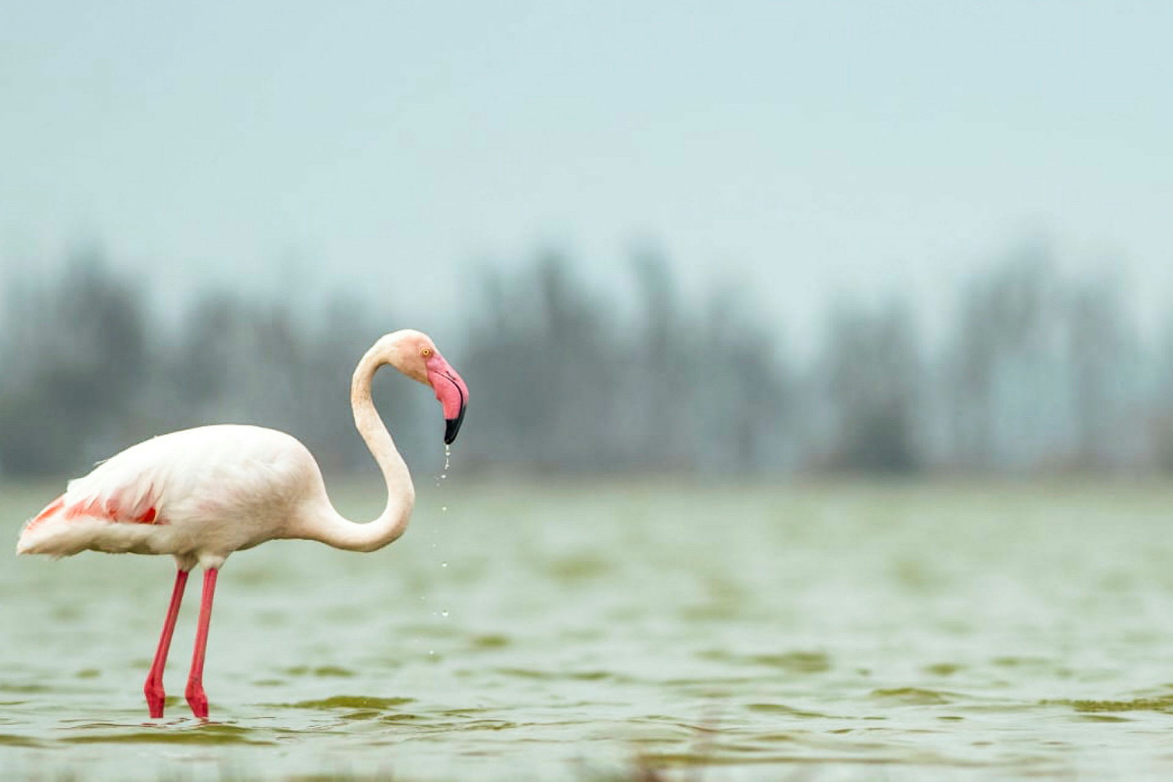 En flamingo vid vattenbrynet