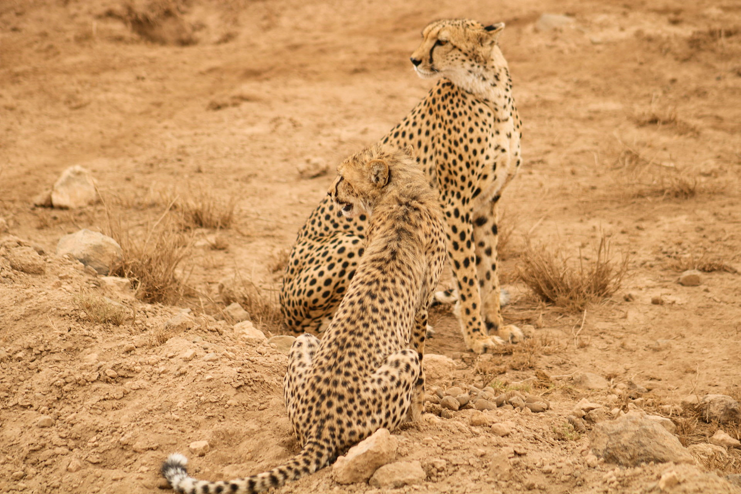Djurlivet i Tsavo National Park