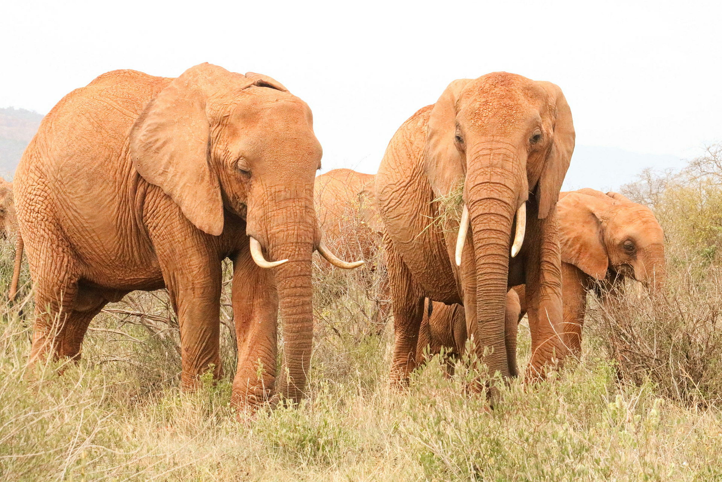 Elefanter i Tsavo National Park