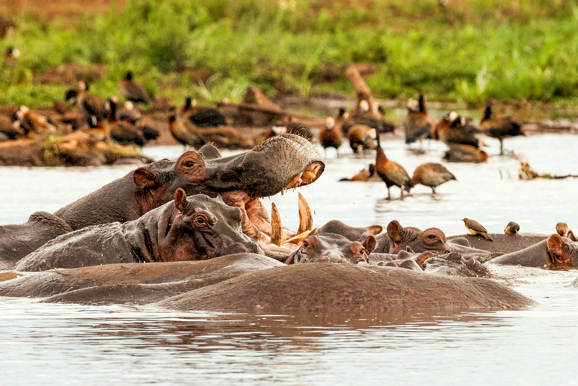 Flodhästar i Lake Manyara National Park