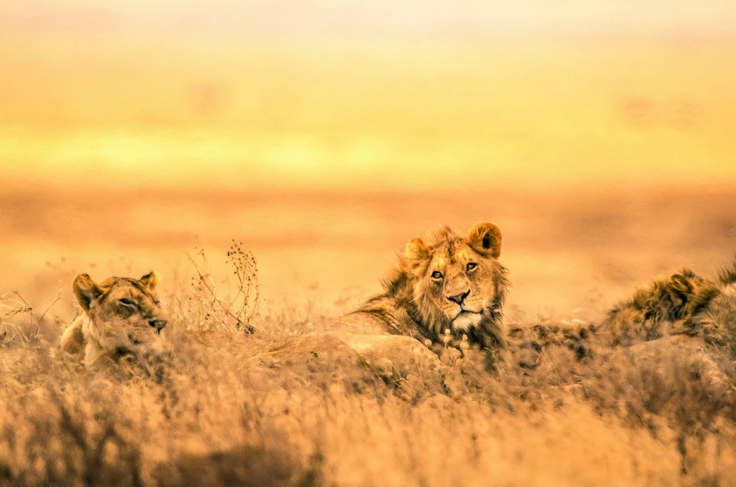 En vilande lejonflock i Lake Manyara National Park