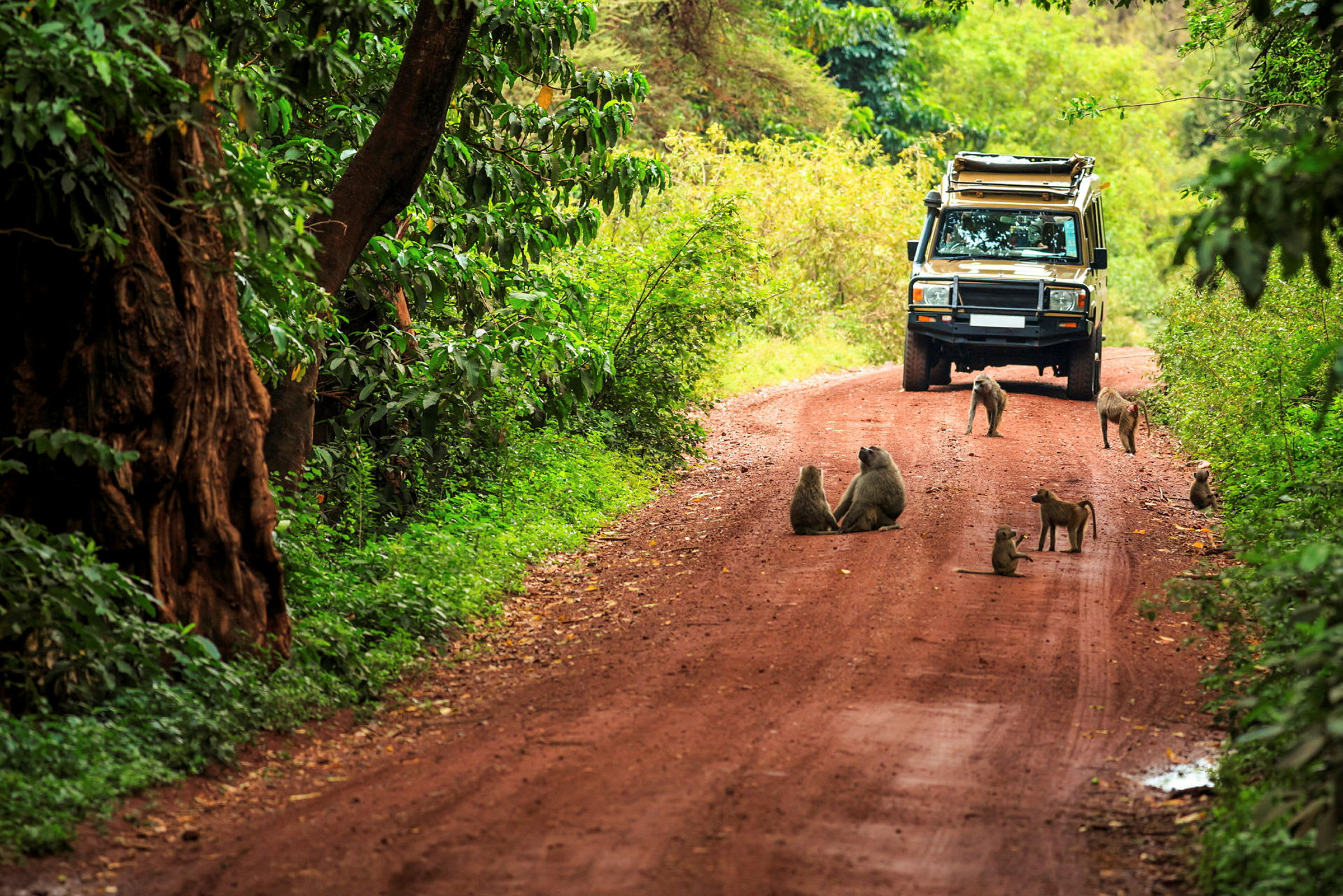 Möte med en flock apor under en game drive i Lake Manyara National Park