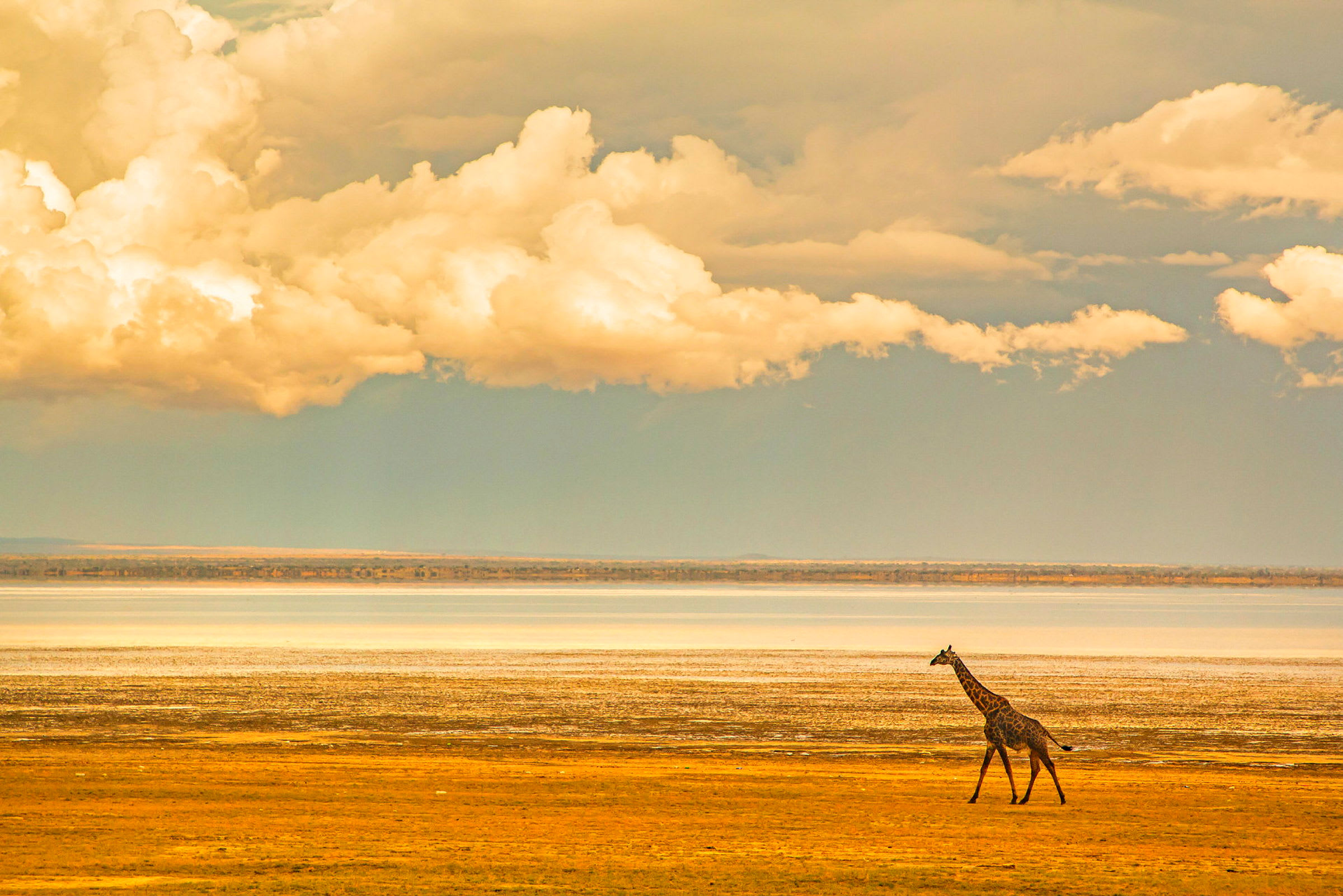 Giraff på slätten i Lake Manyara National Park