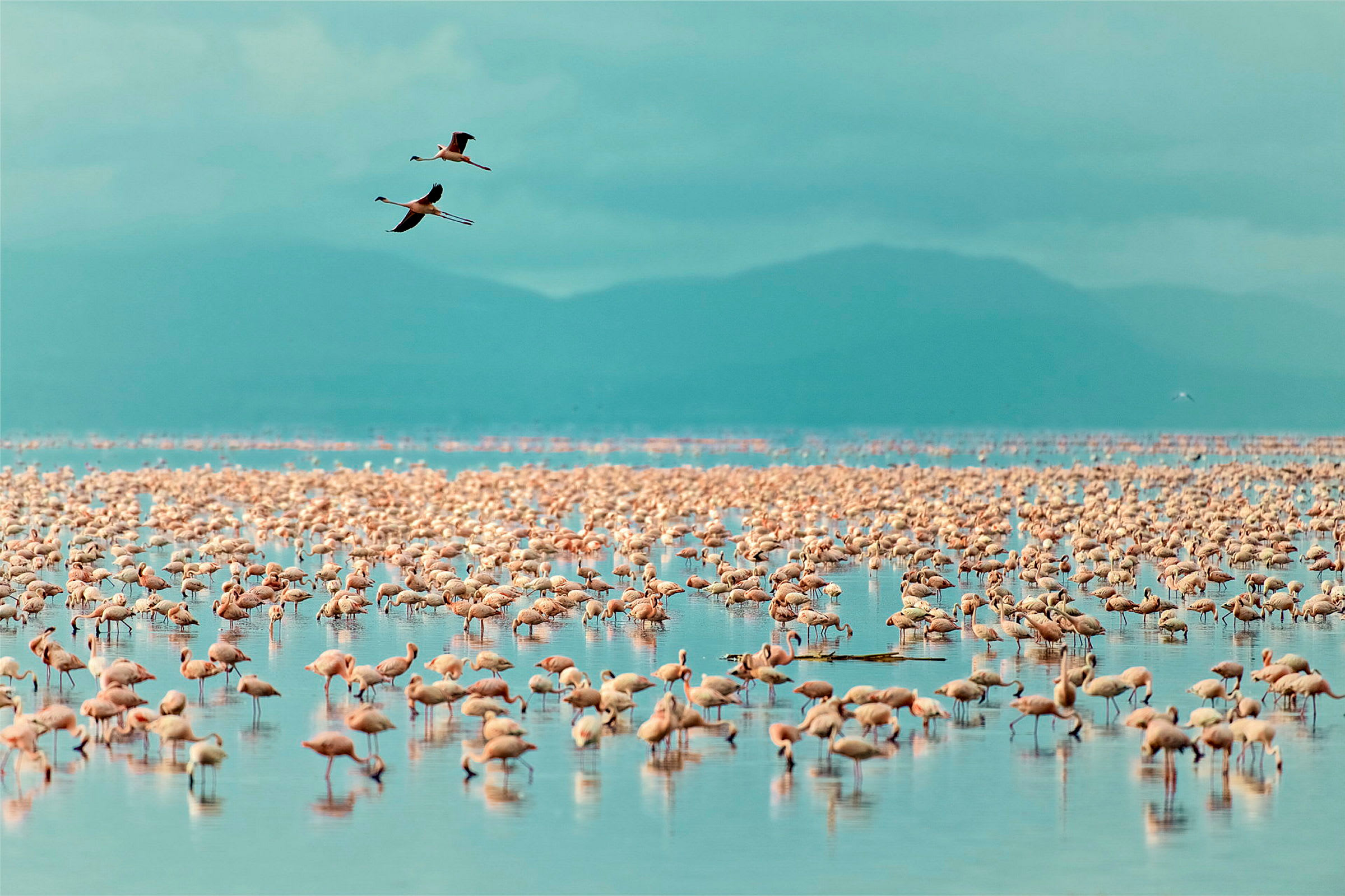 Flamingor i Lake Manyara National Park