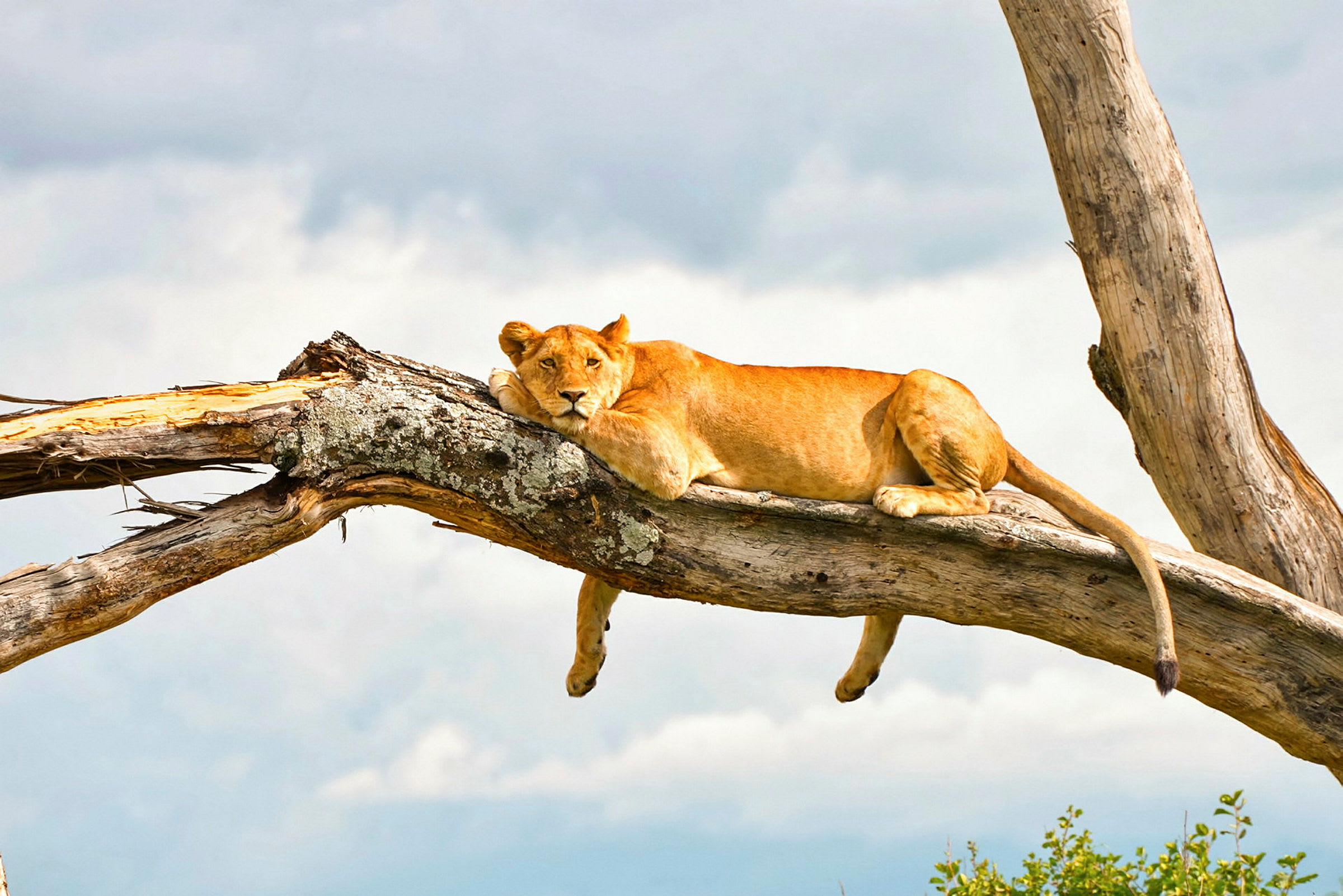 Ett trädklättrande lejon i Lake Manyara National Park
