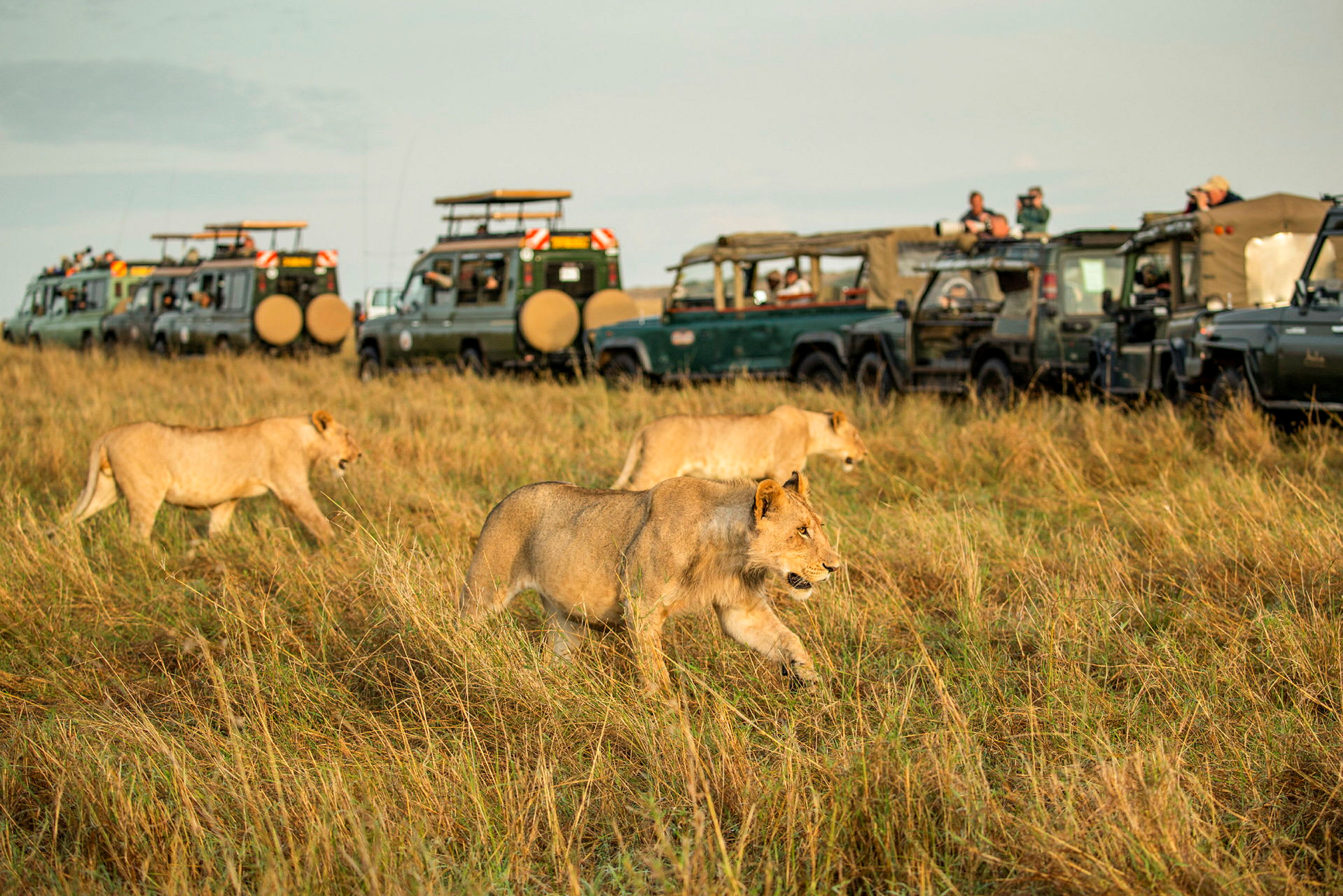 Game drive i Serengeti National Park