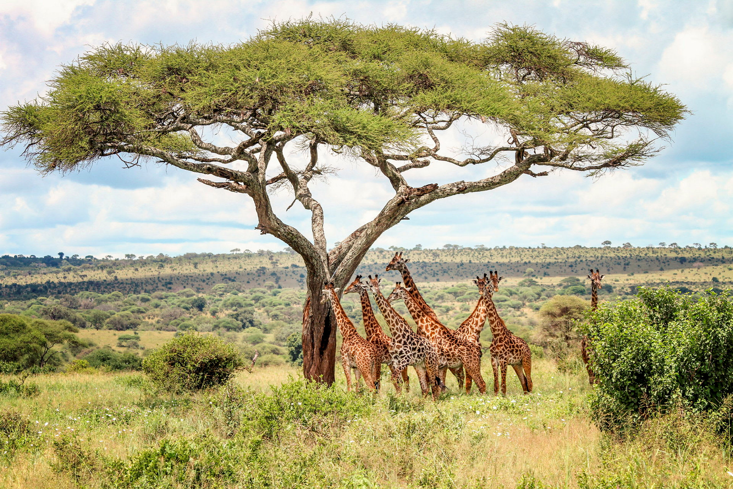 Nyfikna giraffer
