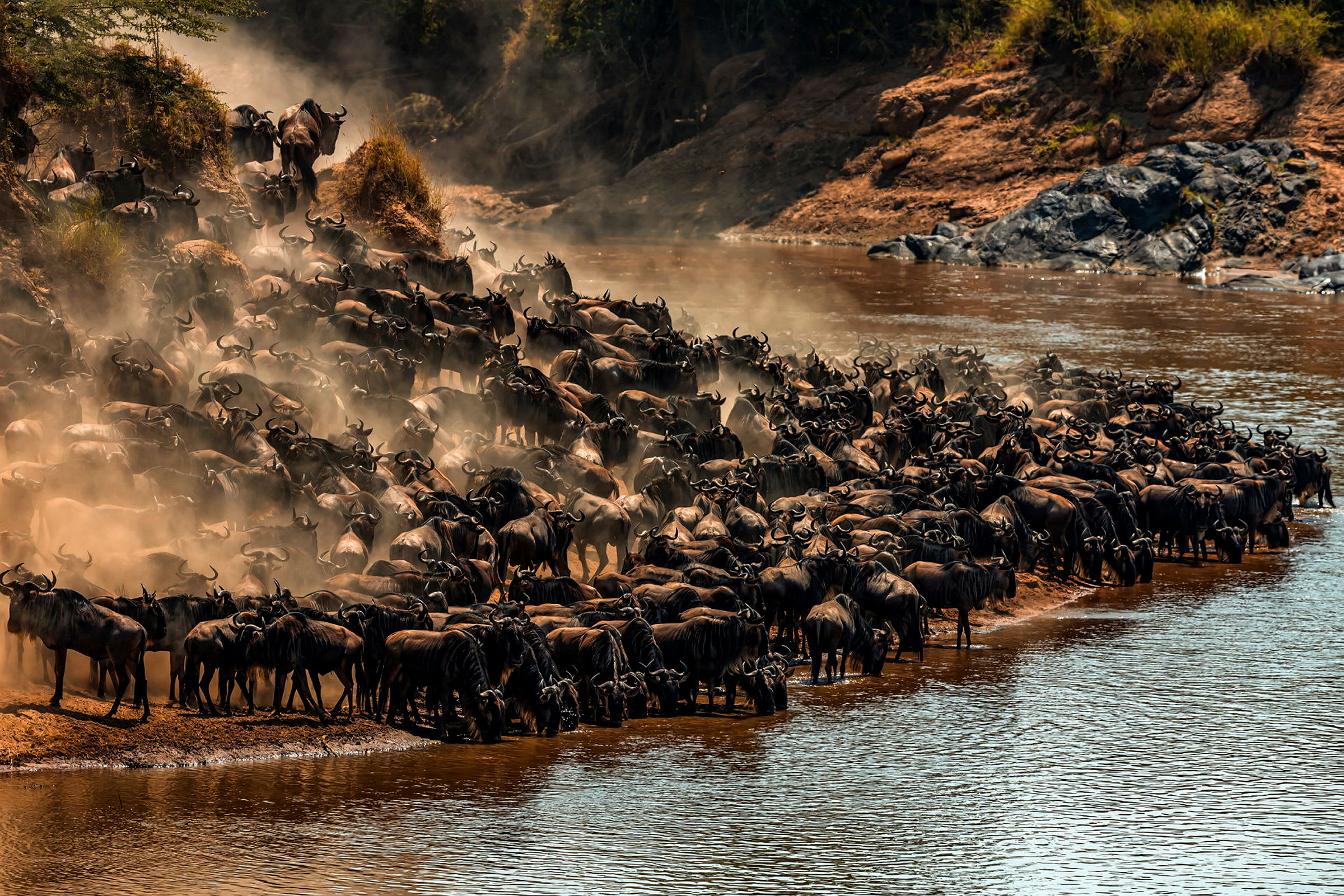 Flockar av djur under den stora migrationen i Serengeti National Park