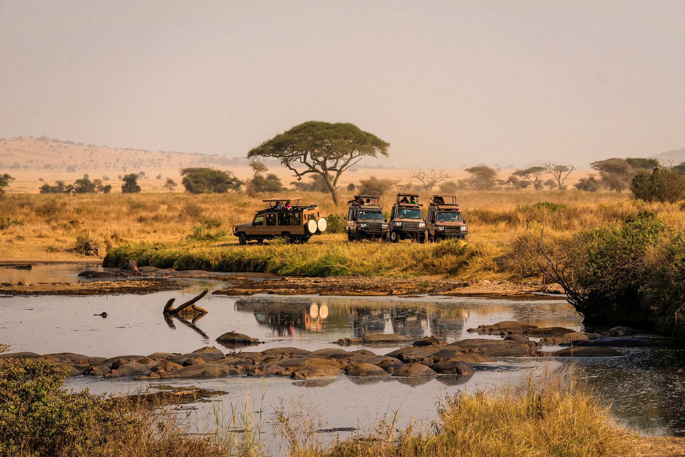 Game drive i Serengeti National Park