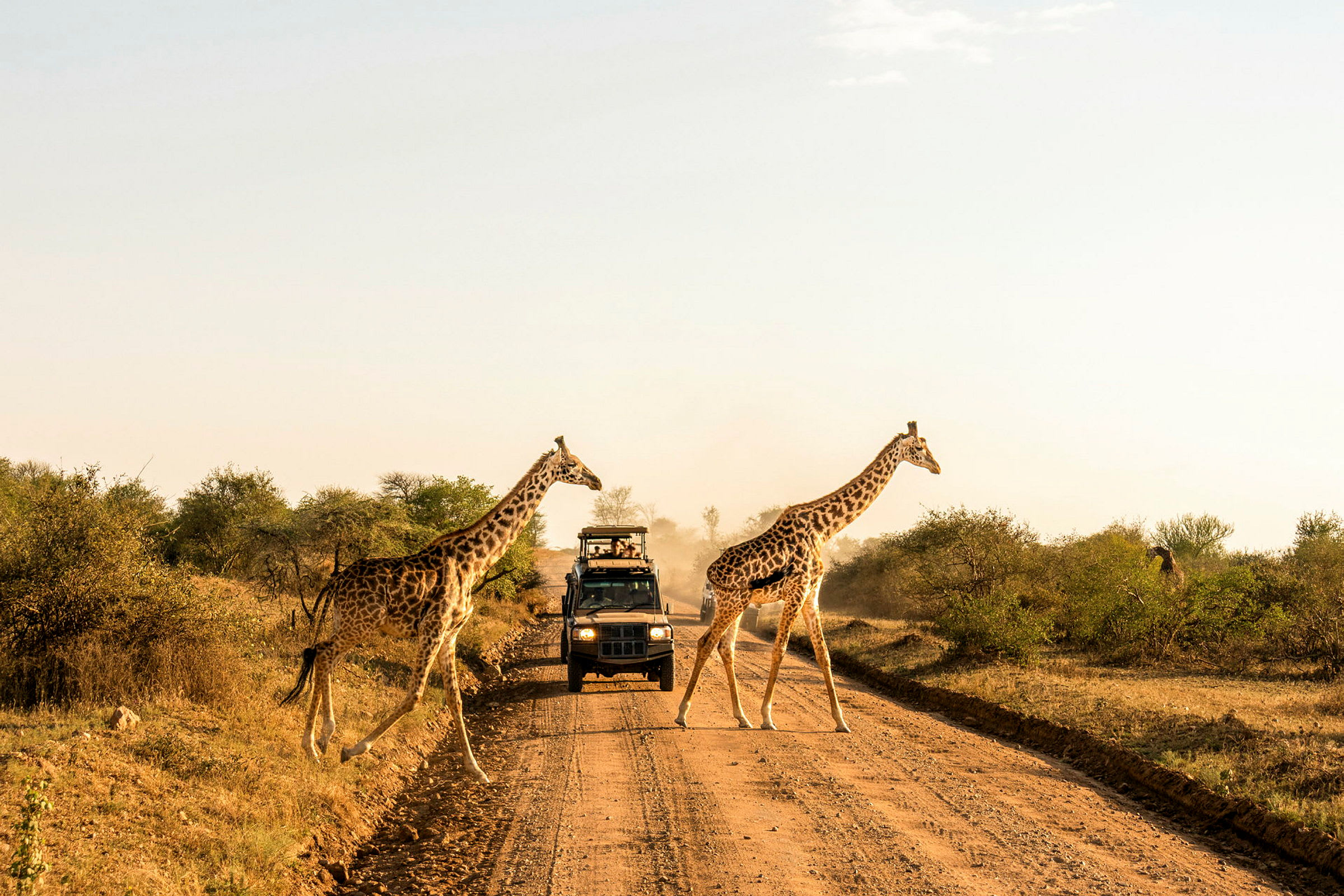 Vandrande giraffer under en game drive i Serengeti National Park