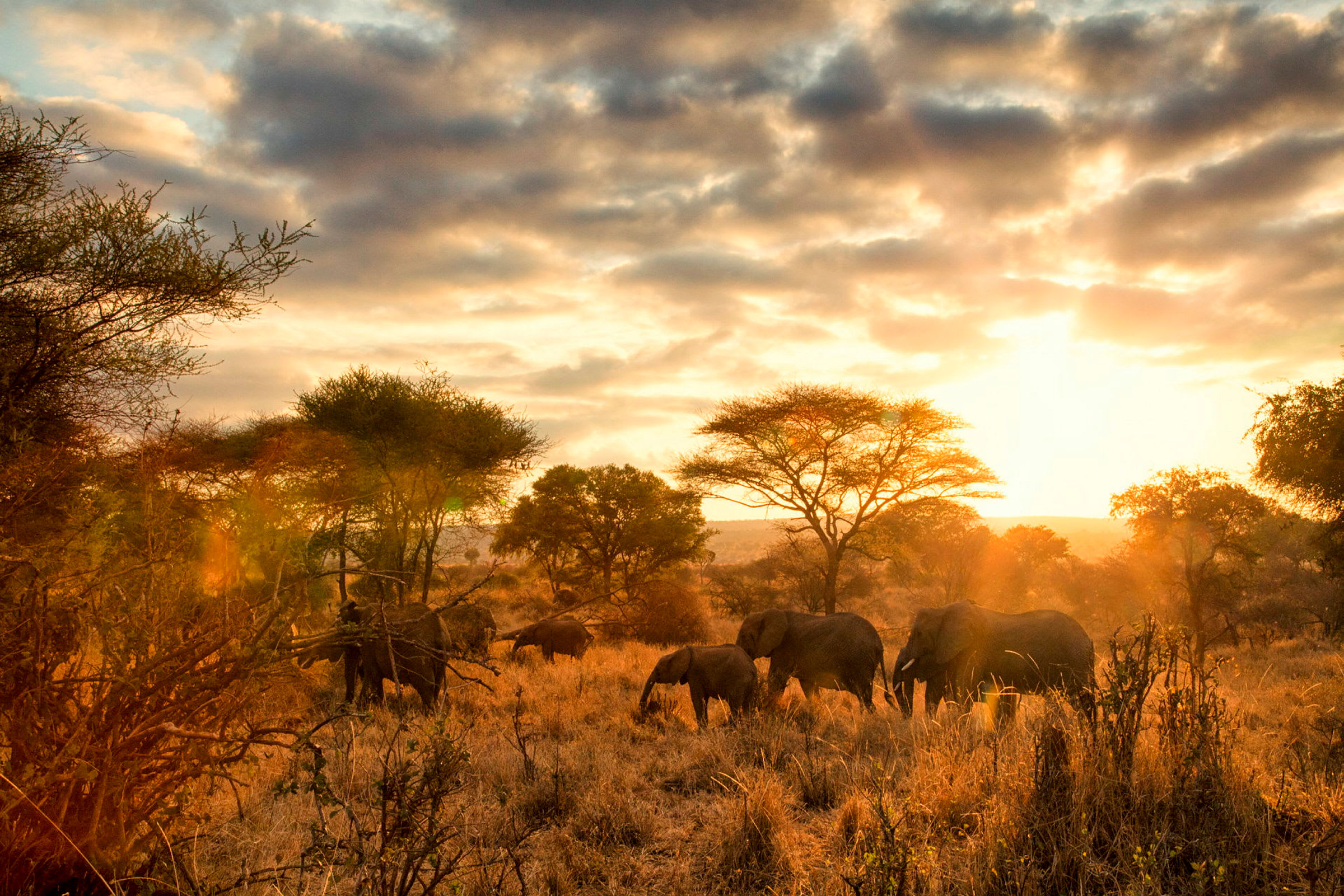 En elefantfamilj i Tarangire National Park