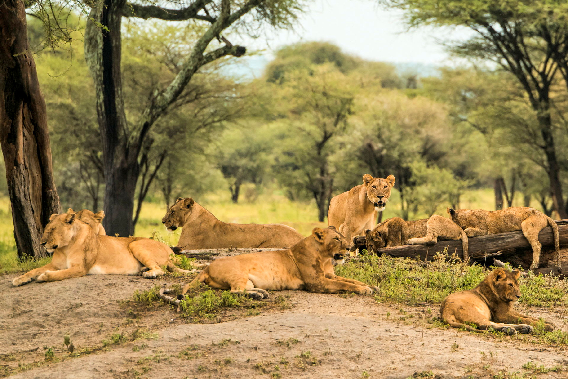 Lejonflock i Tarangire National Park