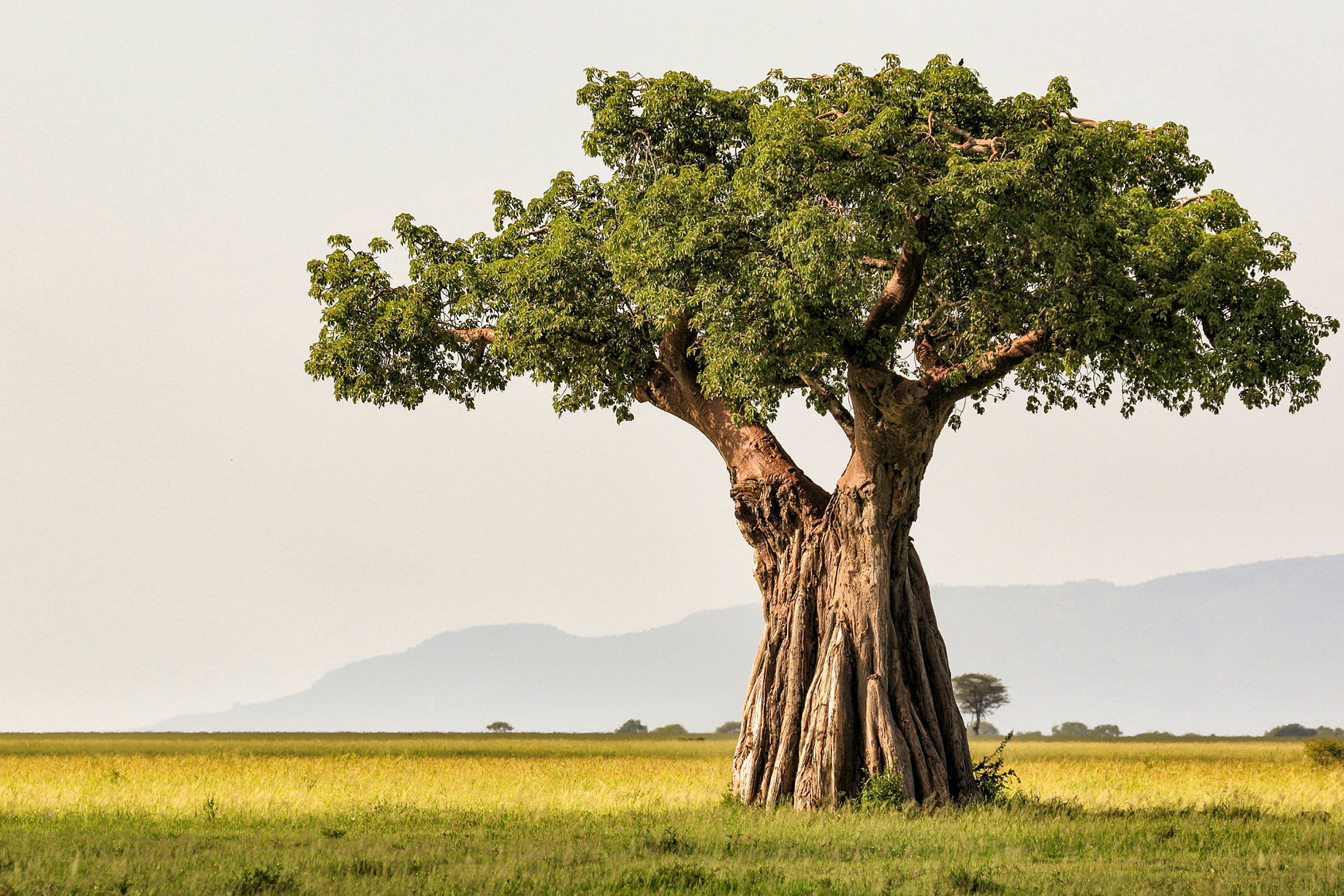 Baobabträd i Tarangire National Park