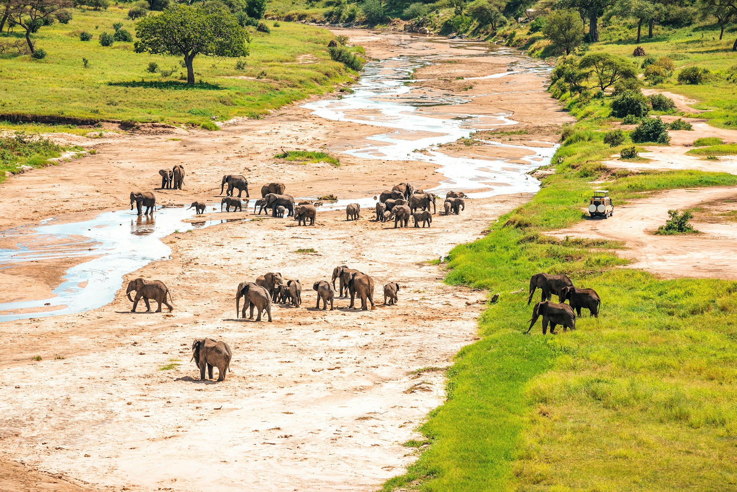 Elefanthjord korsar en uttorkad flodbädd i Tarangire National Park