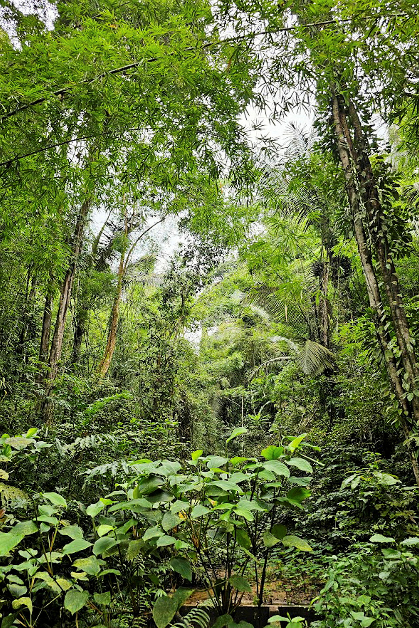 En grönskande skog med tät vegetation och höga träd. (AI-genererad text)