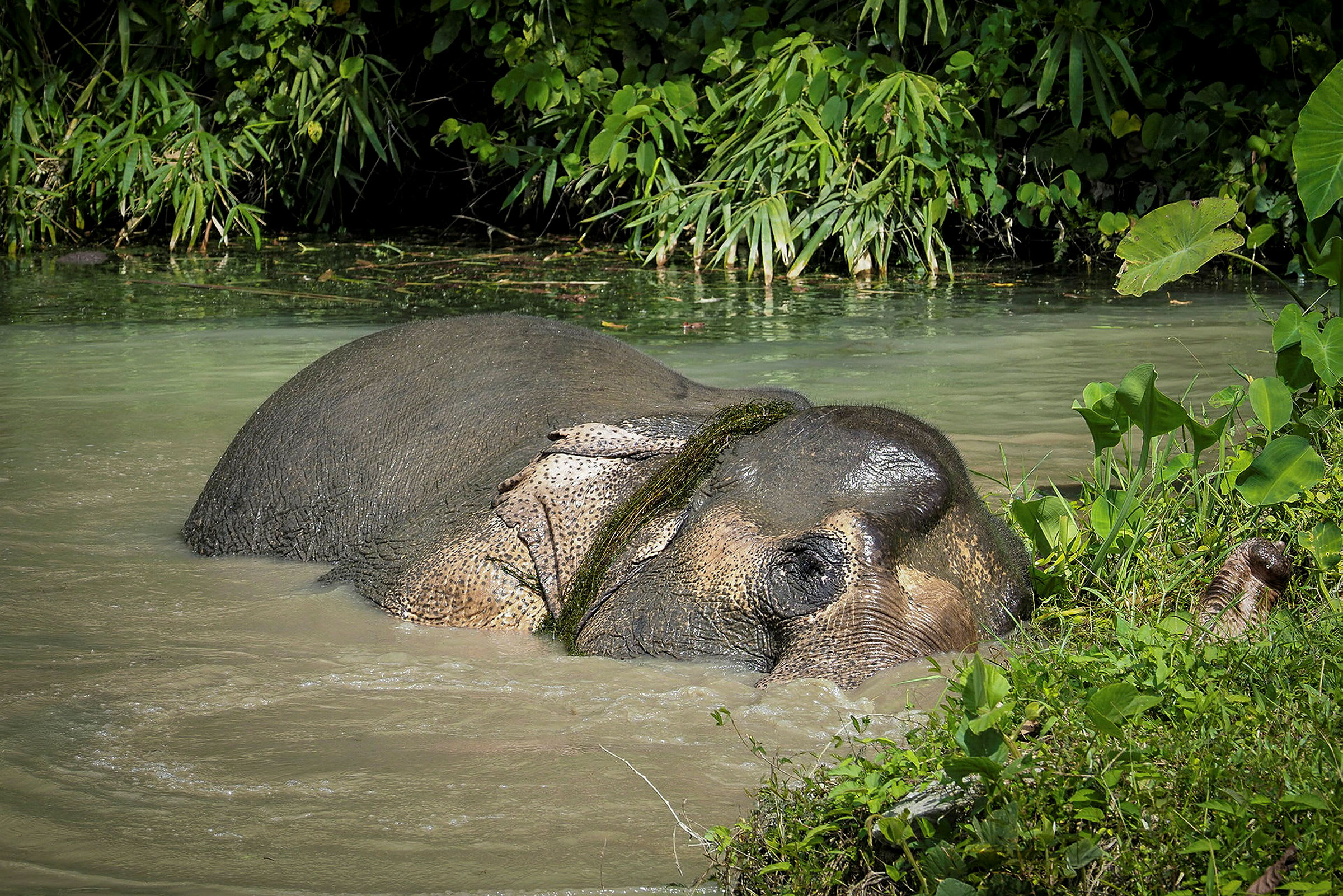 En elefant ligger delvis nedsänkt i vatten nära gröna växter. (AI-genererad text)