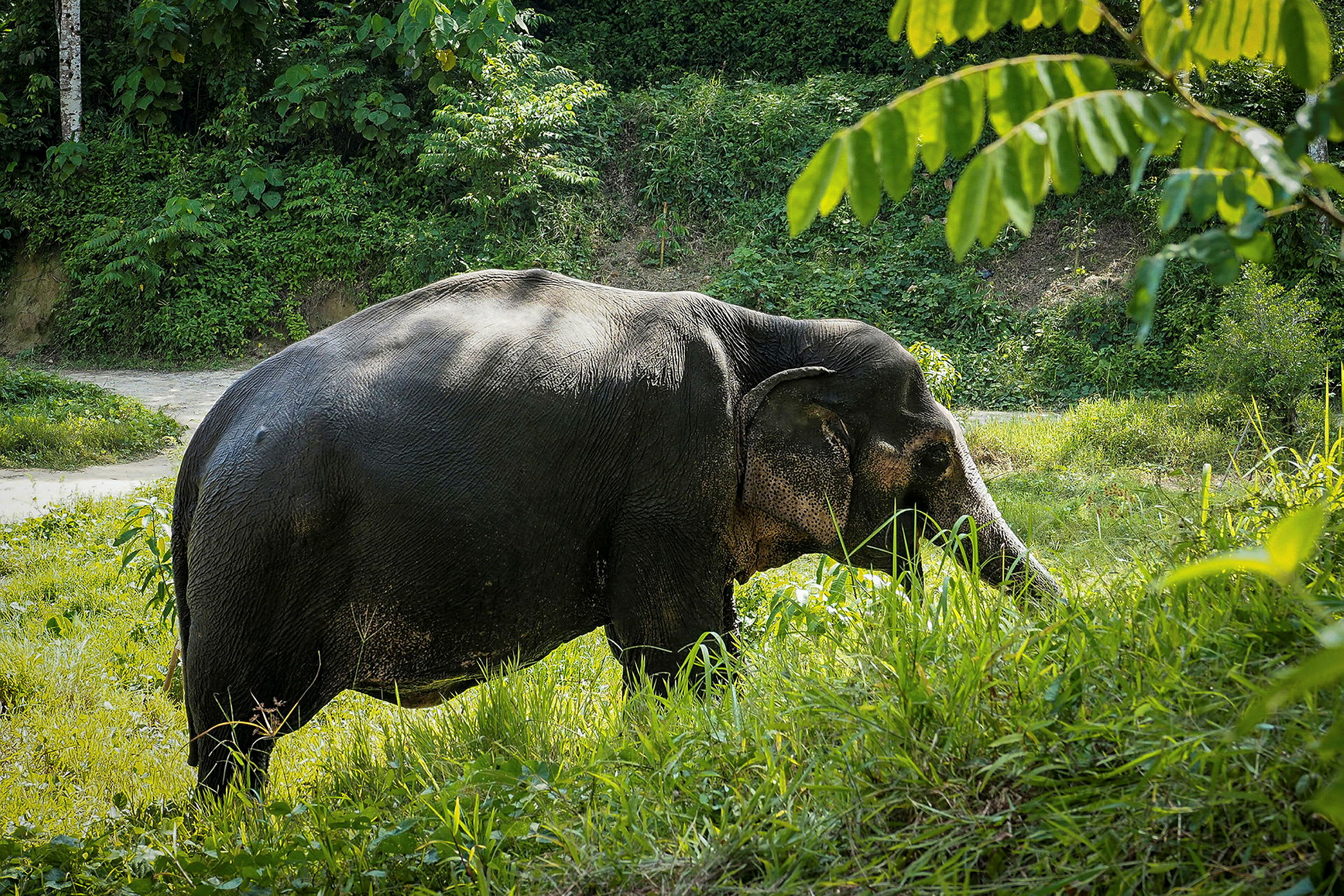 En elefant betar i grönskande vegetation. (AI-genererad text)