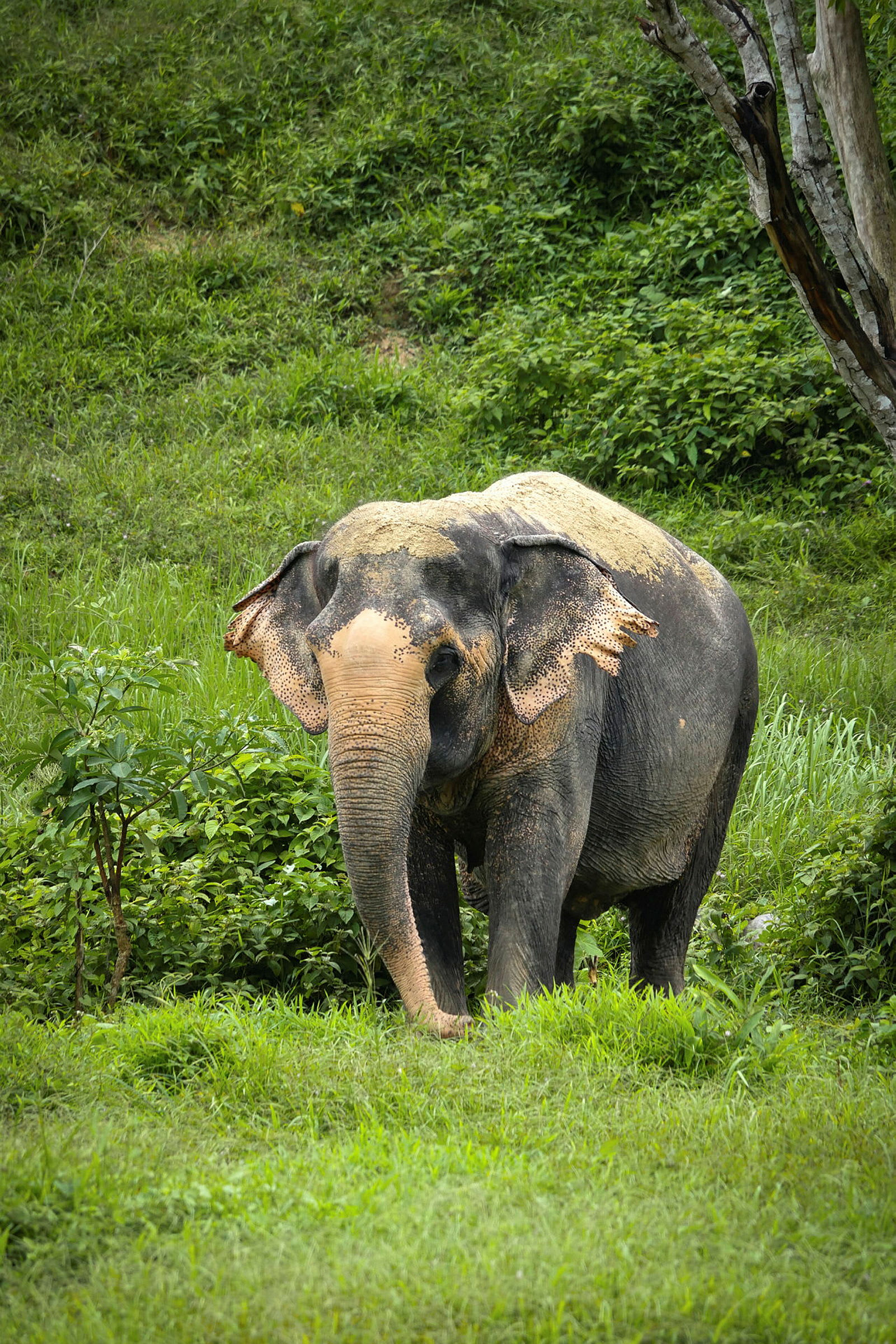 En elefant står på en grön gräsmark. (AI-genererad text)