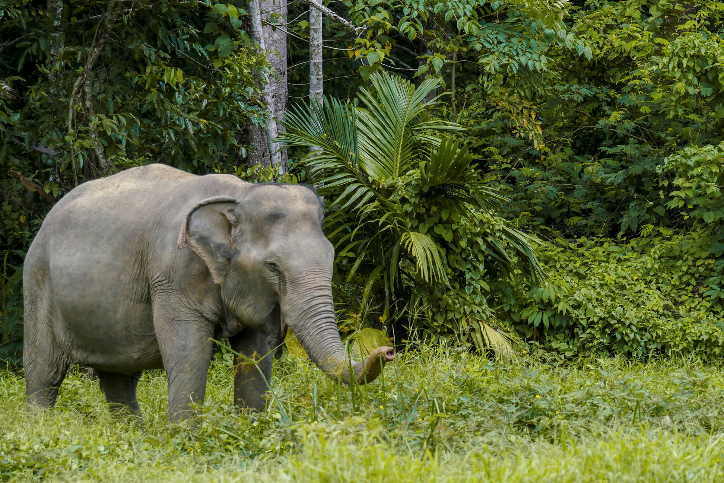 Bild på en elefant i en grönskog. (AI-genererad text)