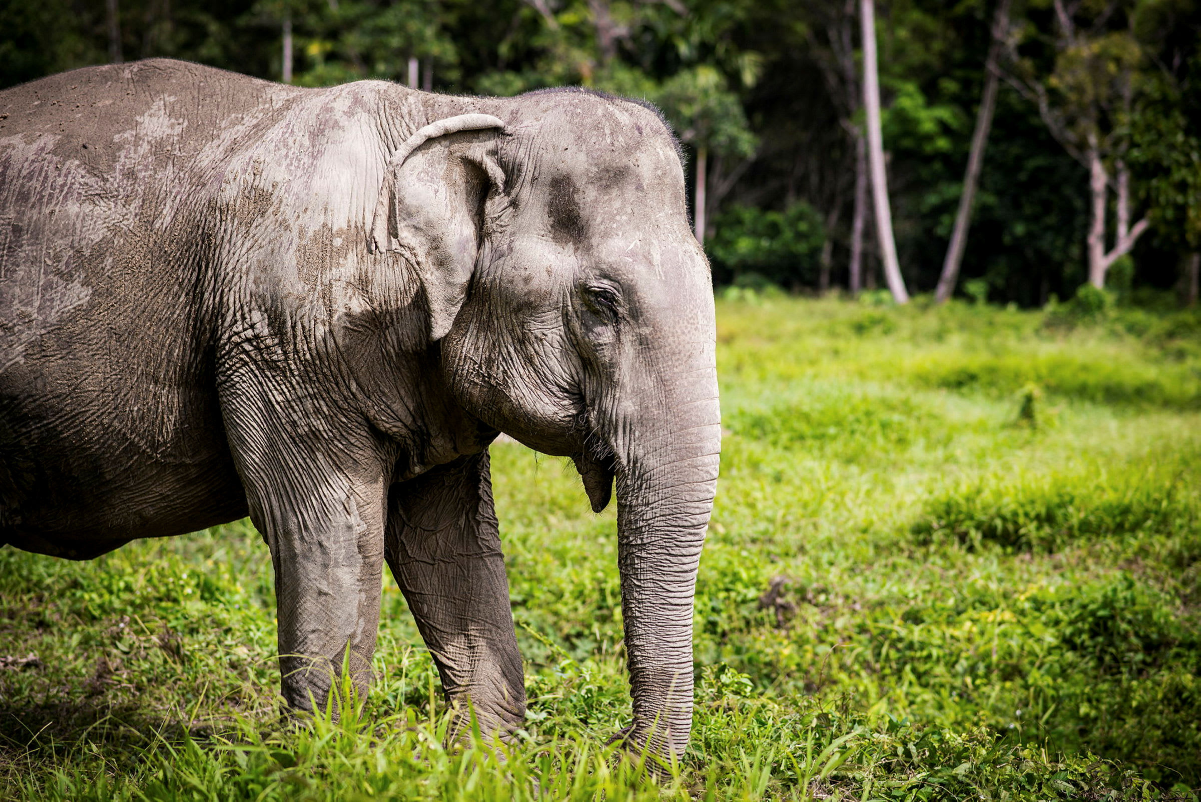 En elefant som står på en grön gräsmark omgiven av träd. (AI-genererad text)