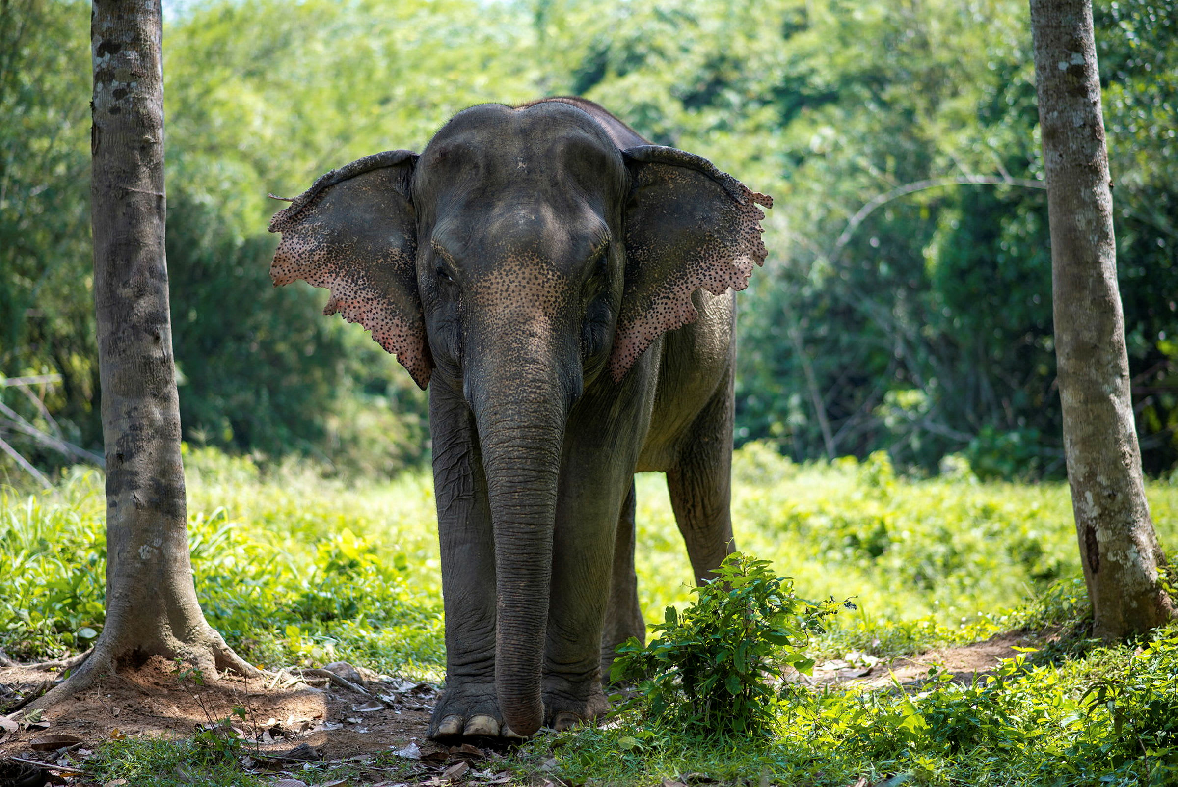 En elefant står på en grönskande plats mellan två träd. (AI-genererad text)