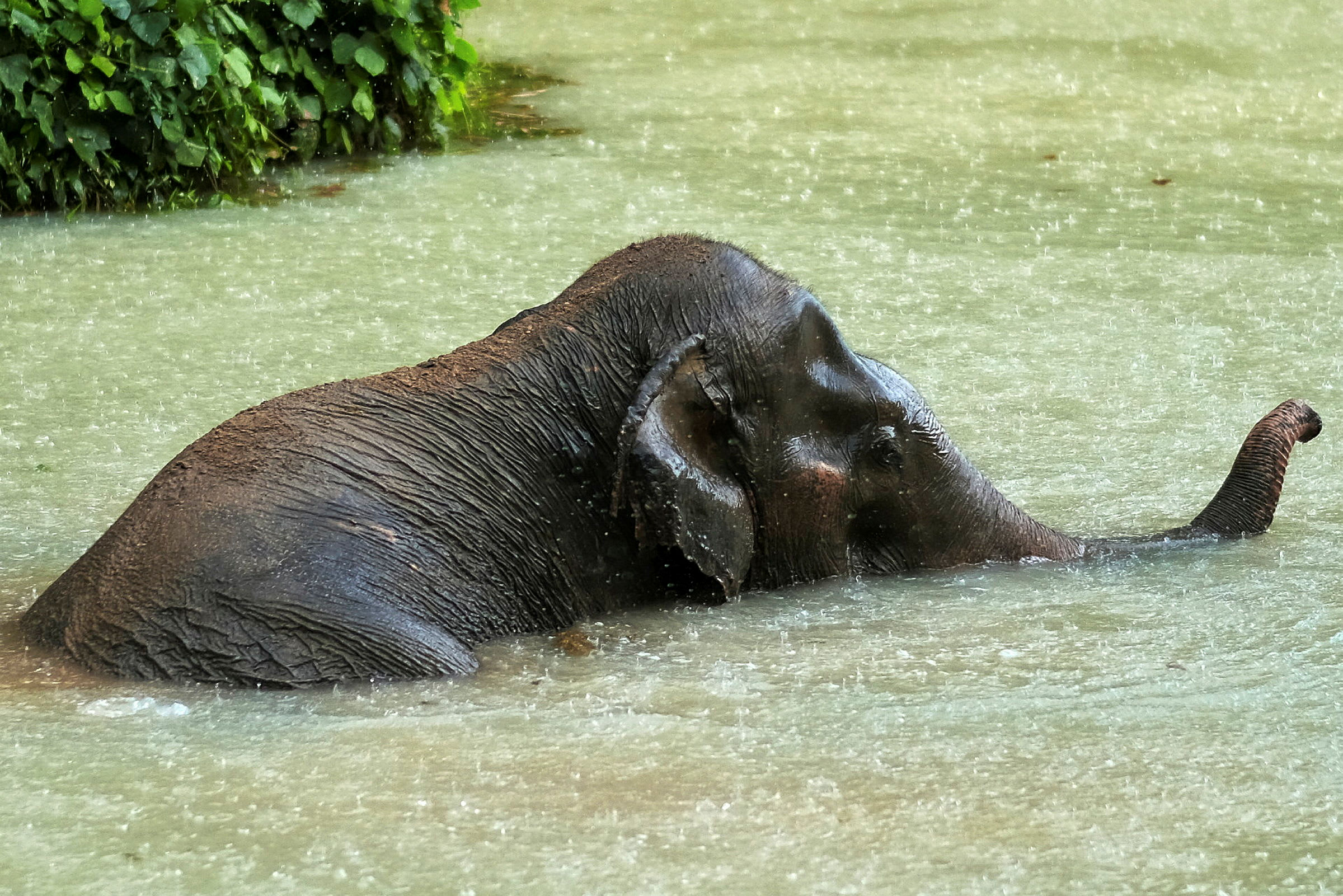 En elefant badar i vatten. (AI-genererad text)