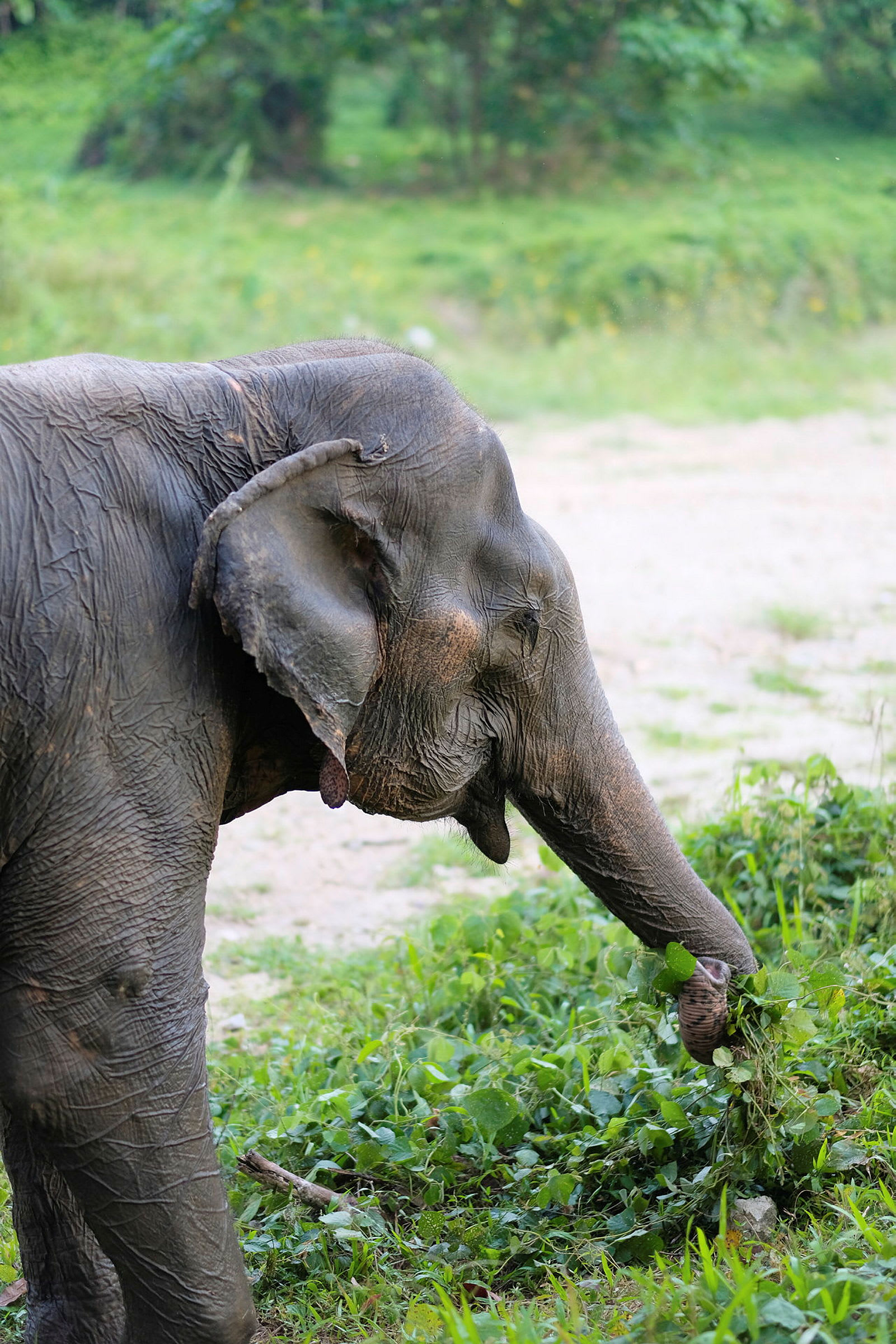 En elefant som äter växter från marken. (AI-genererad text)