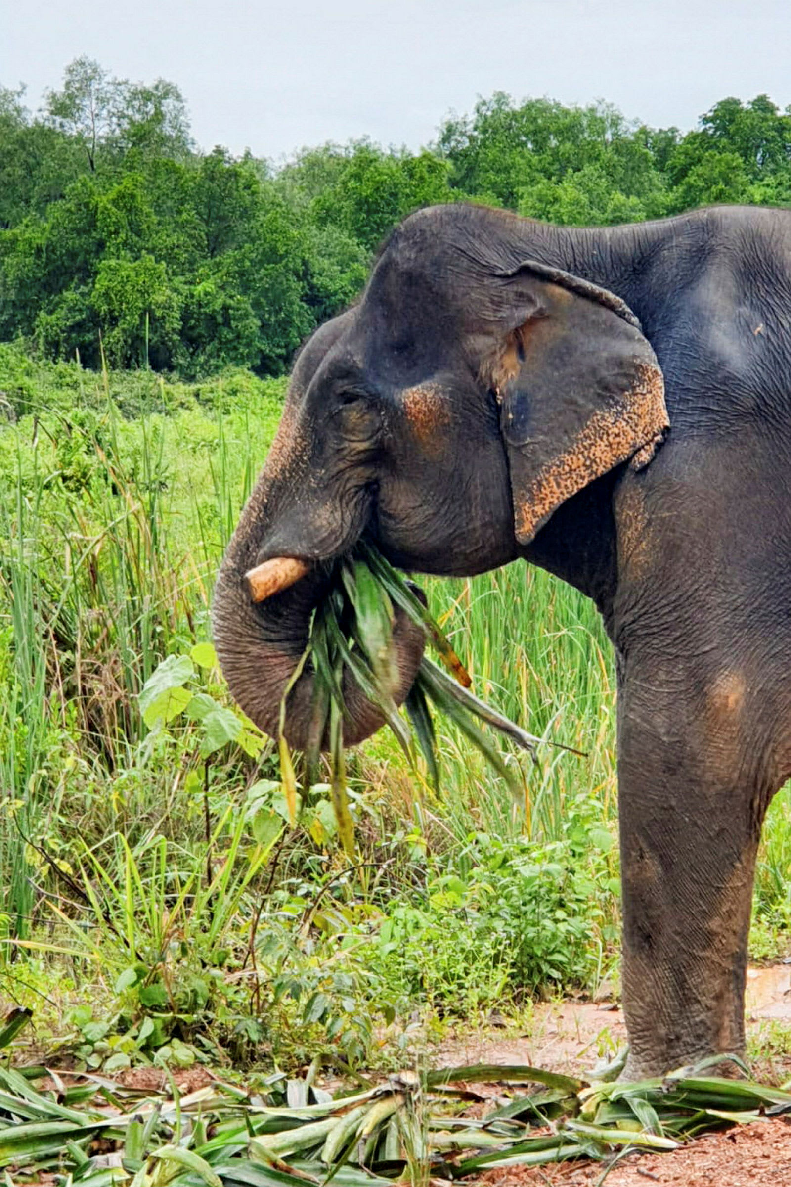 En elefant äter växter på ett grönt fält. (AI-genererad text)