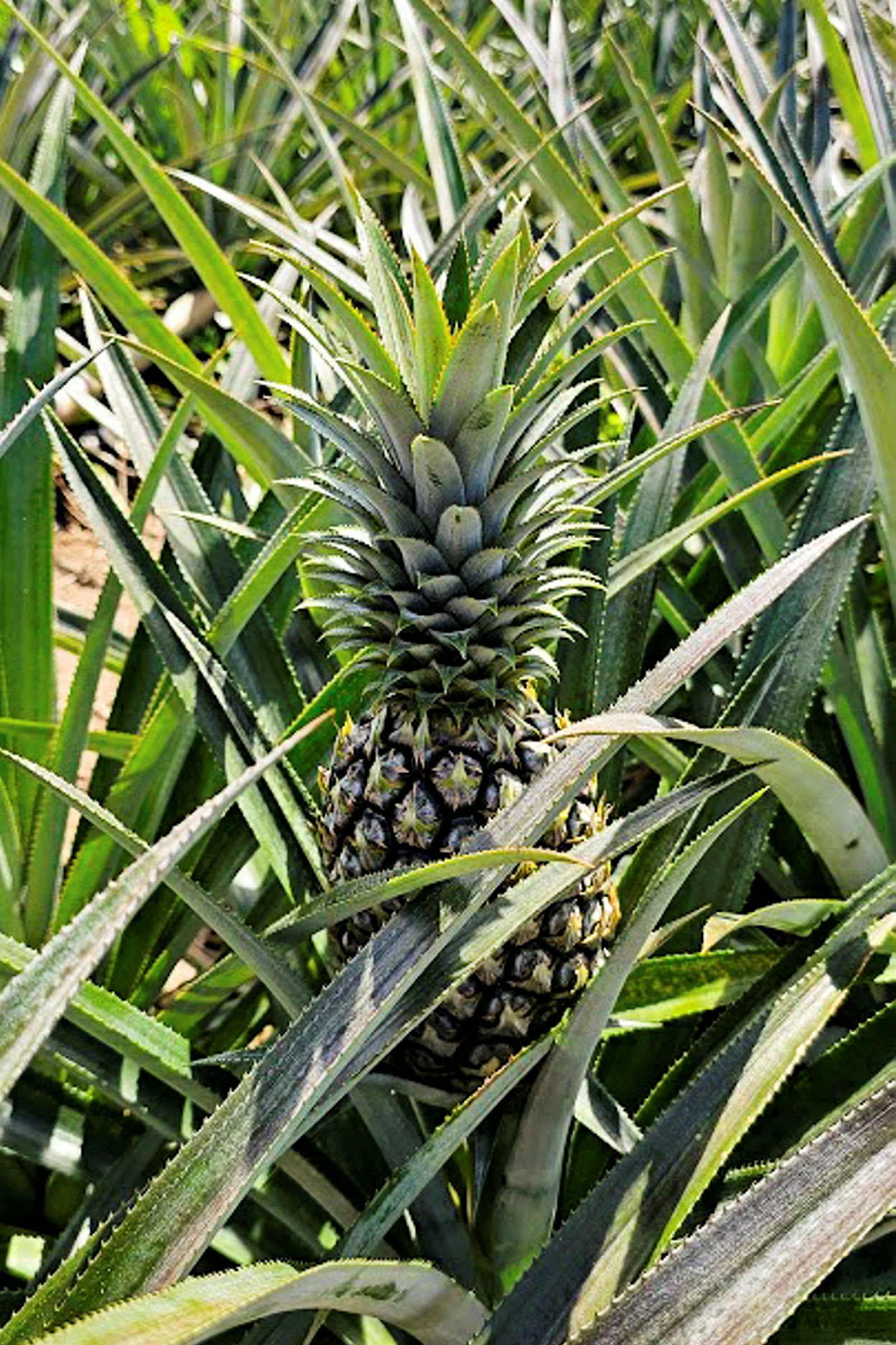 Närbild av en mogen ananas som växer bland gröna blad. (AI-genererad text)