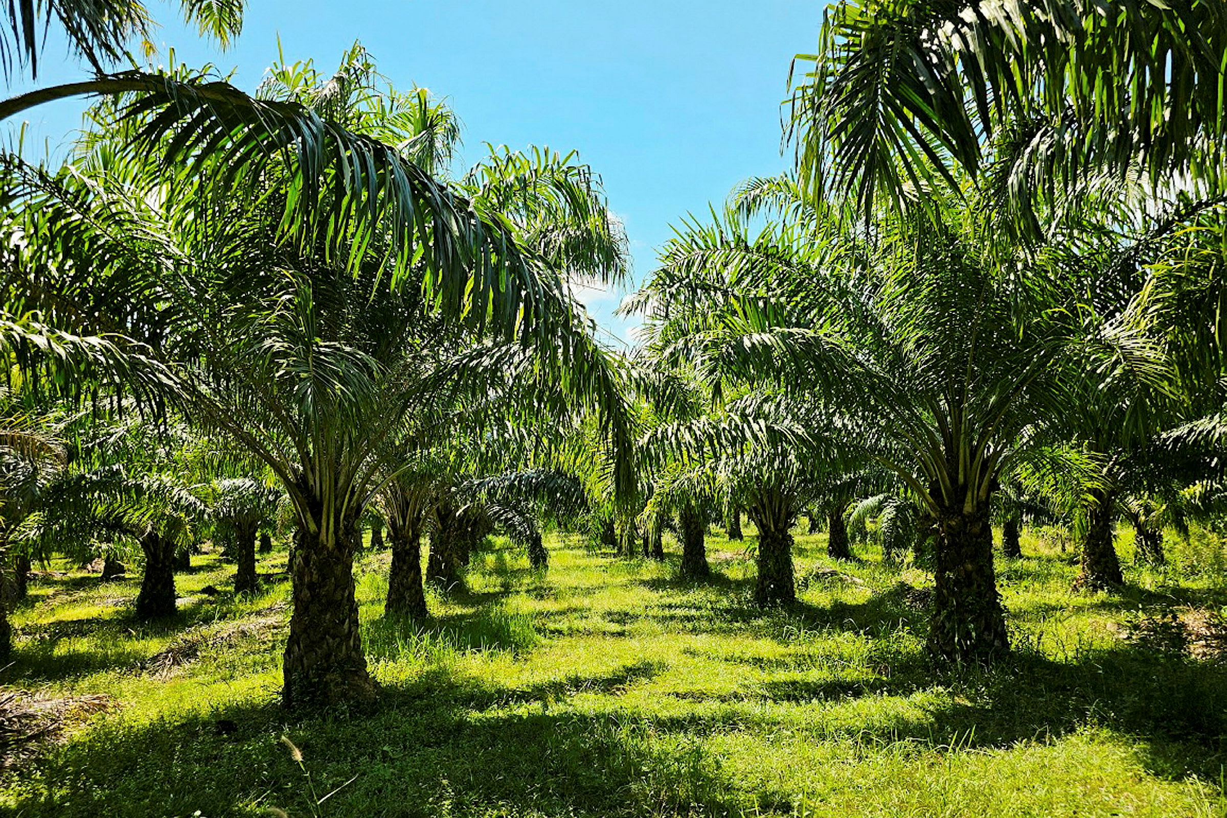 En palmplantage med många palmer som står uppställda i rader. (AI-genererad text)