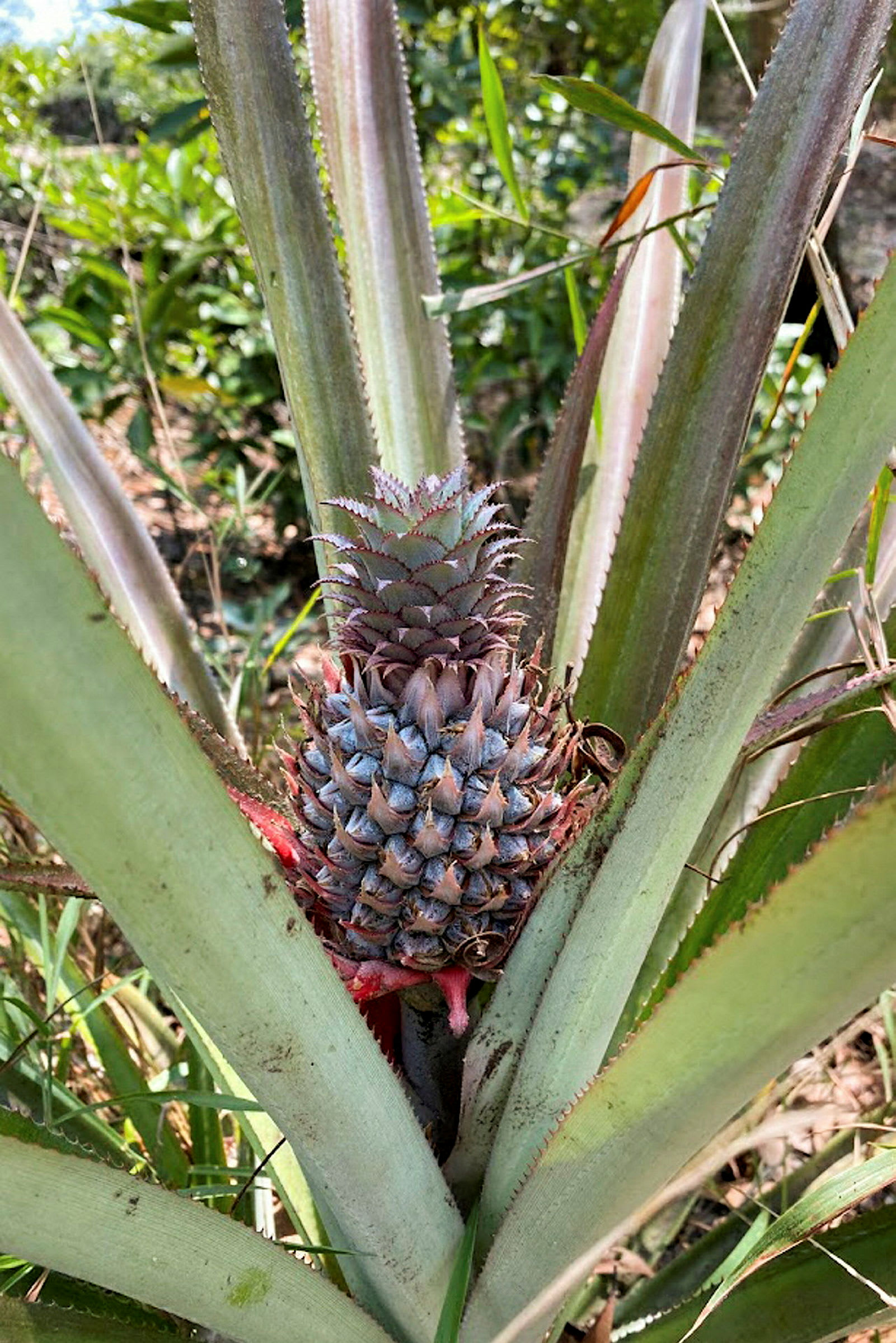 Närbild av en växande ananas i en frodig trädgård. (AI-genererad text)