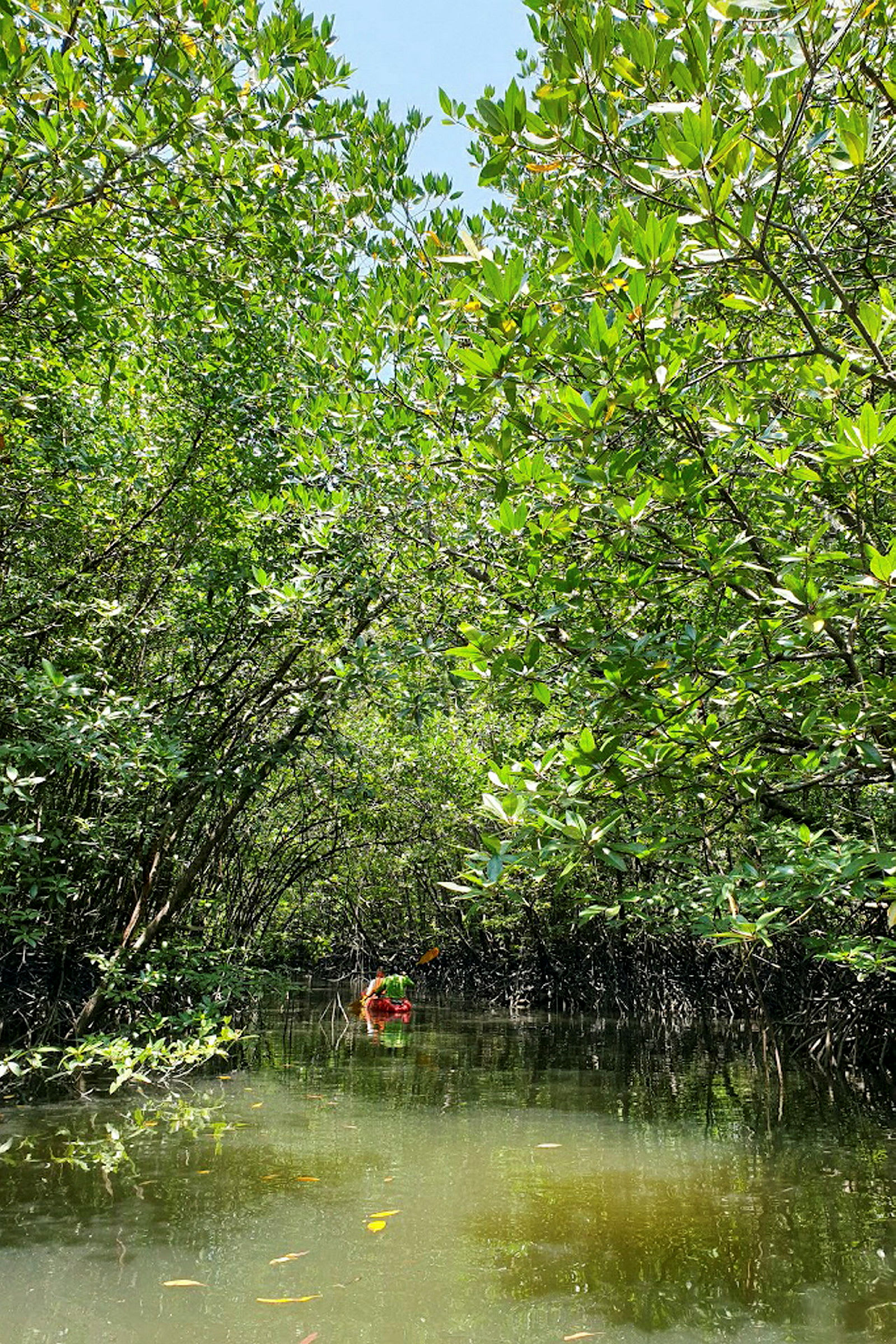 Bilden visar en kajak som paddlas genom ett område med tät mangroveskog och lugnt vatten. (AI-genererad text)