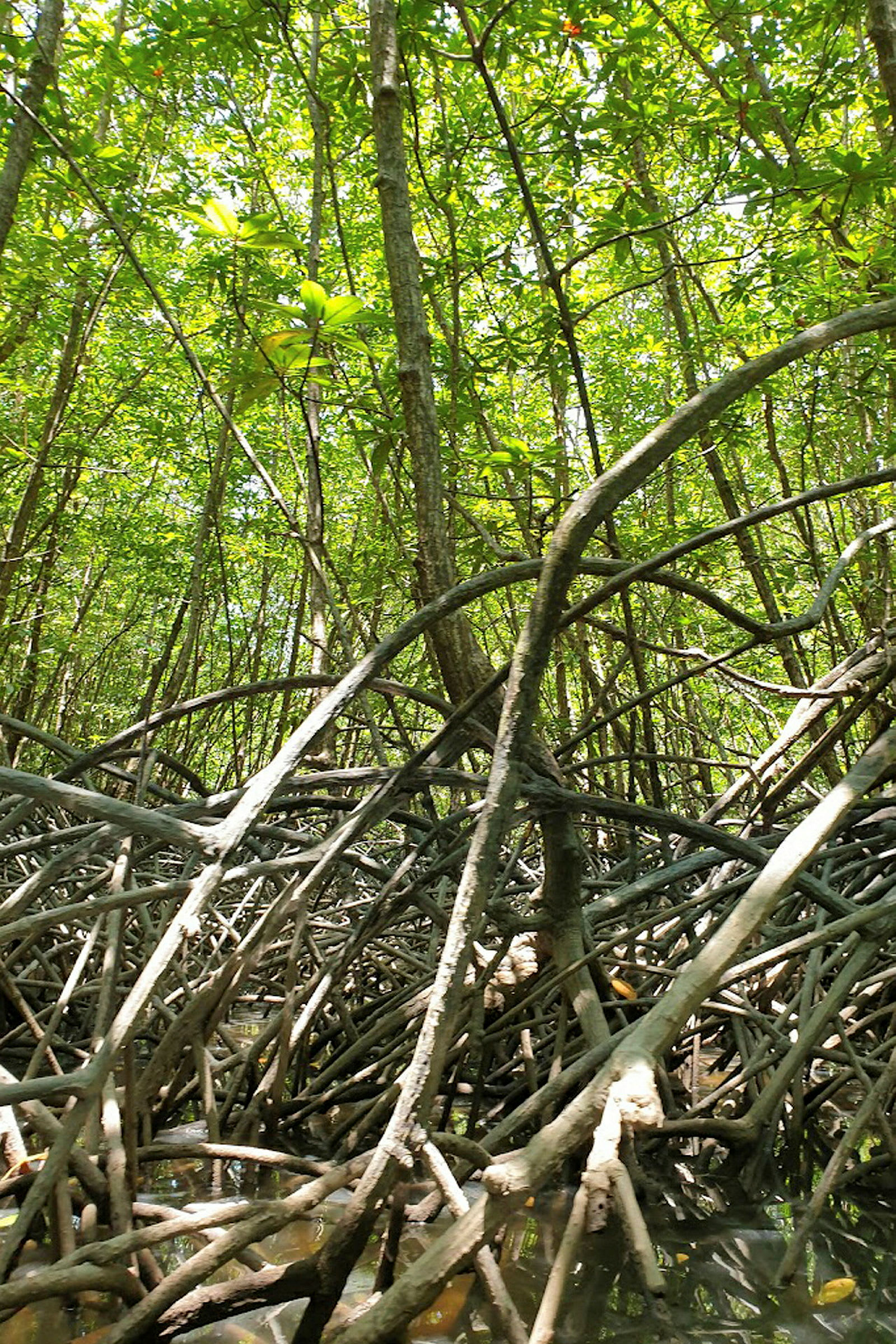 Mangroveskog med träd och rötter. (AI-genererad text)