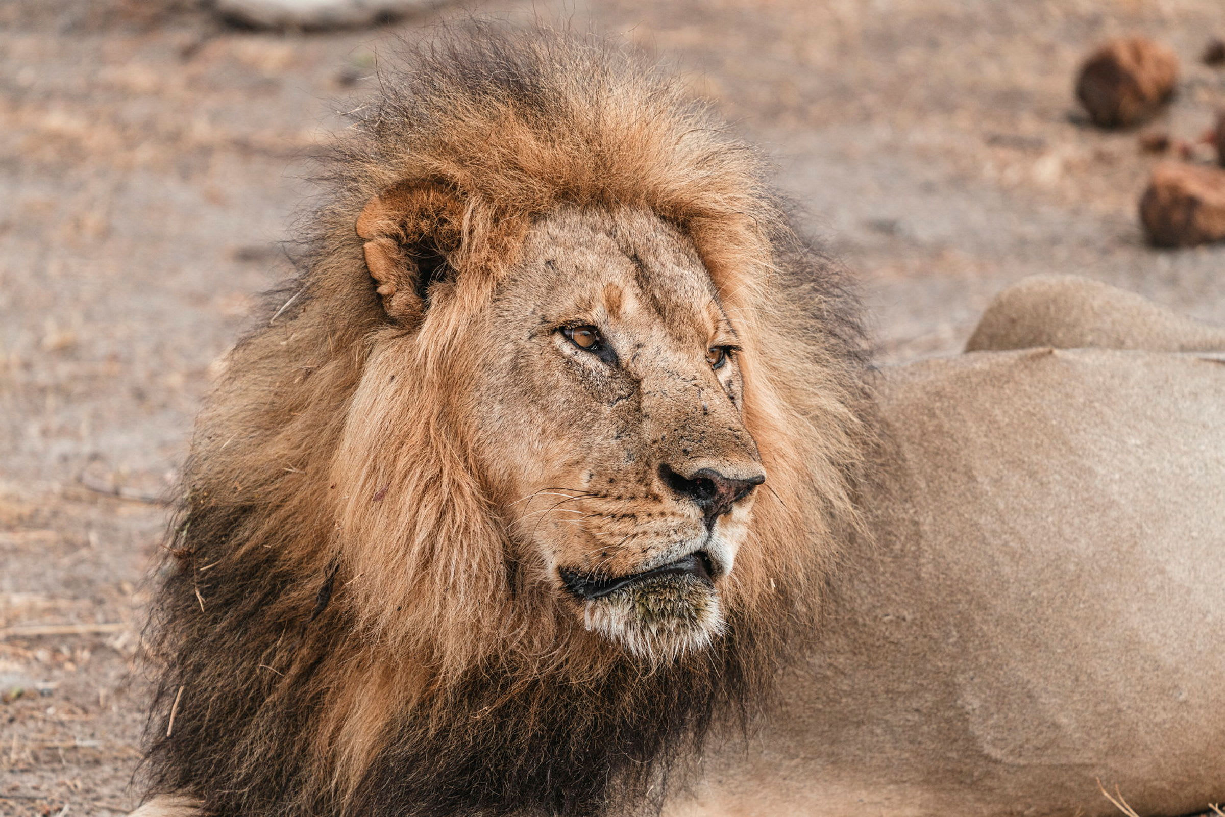 En av Afrikas The Big Five