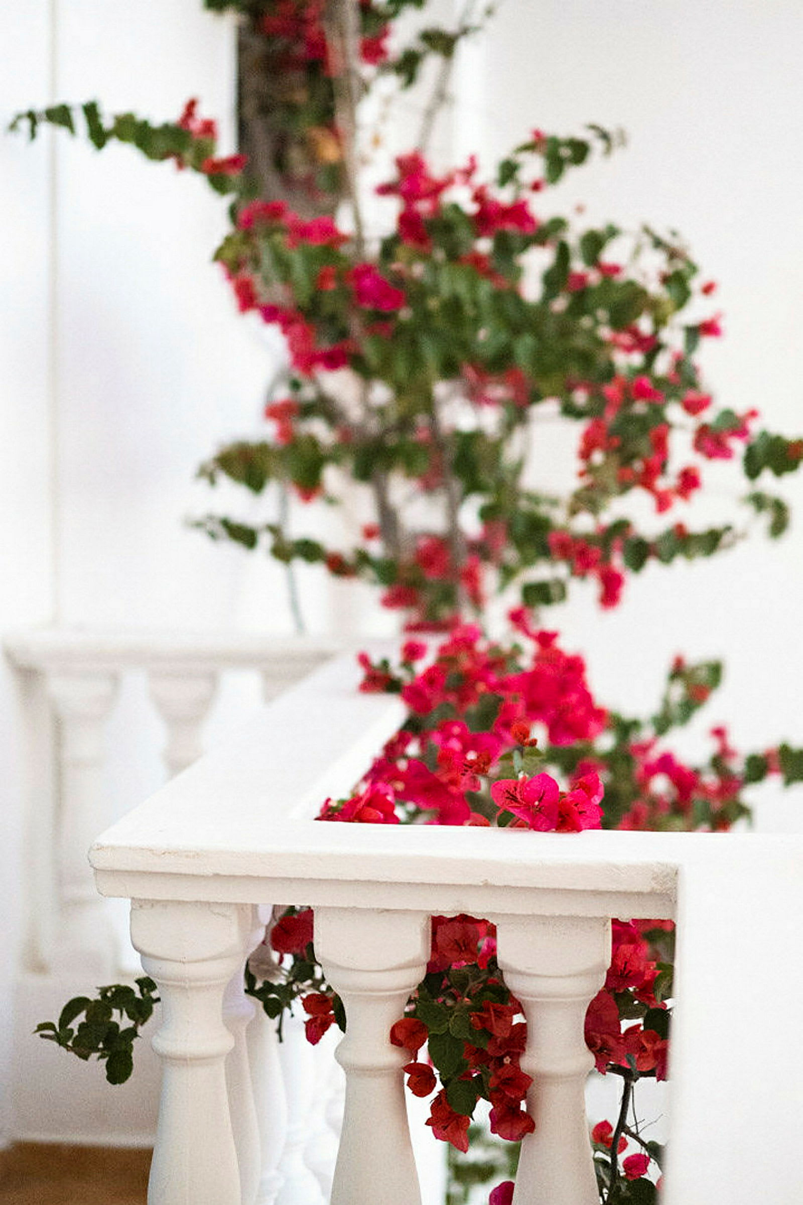 En vit balkong där röda blommor växer och klättrar arkitektoniskt. (AI-genererad text)