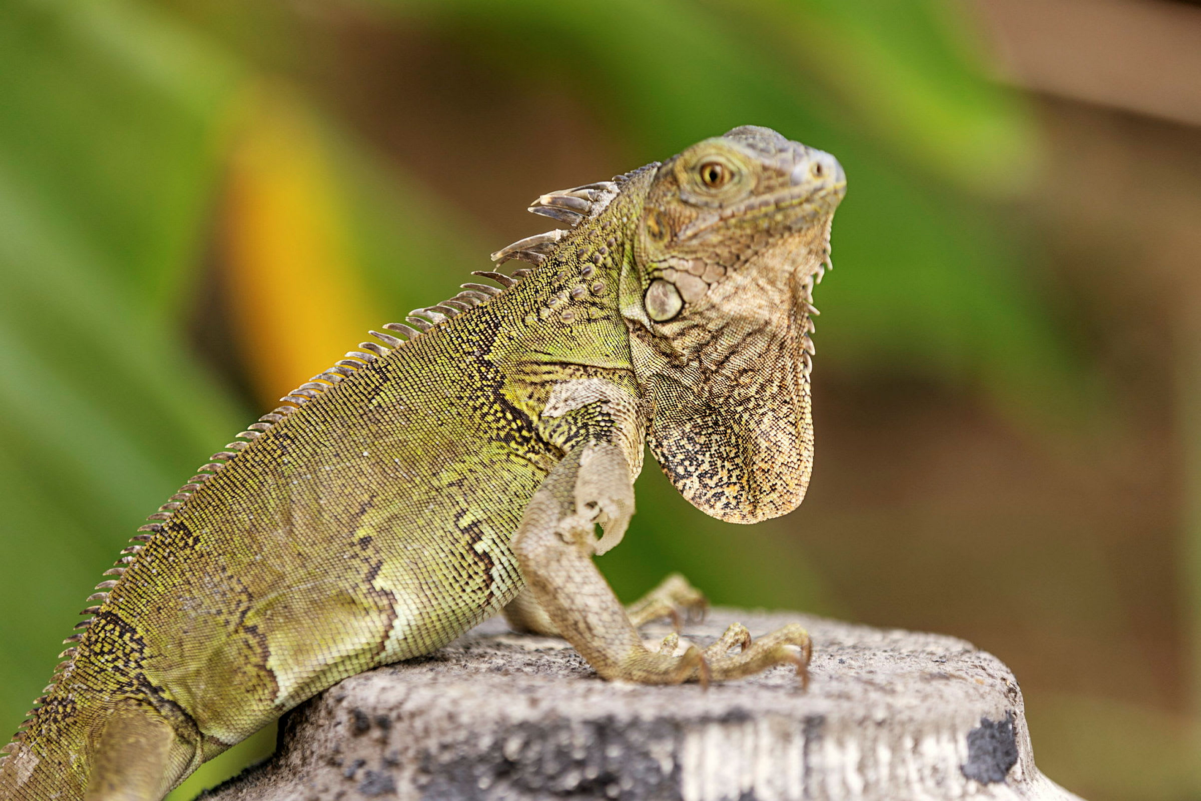 En grön leguan sitter på en sten och bakgrunden är suddig grön vegetation. (AI-genererad text)