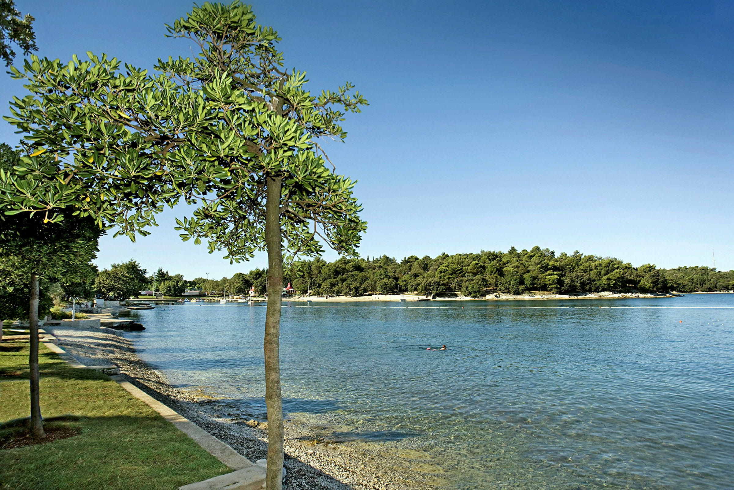 En strandpromenad med ett träd i förgrunden och vatten med en simmande person samt en skogsklädd strand i bakgrunden. (AI-genererad text)