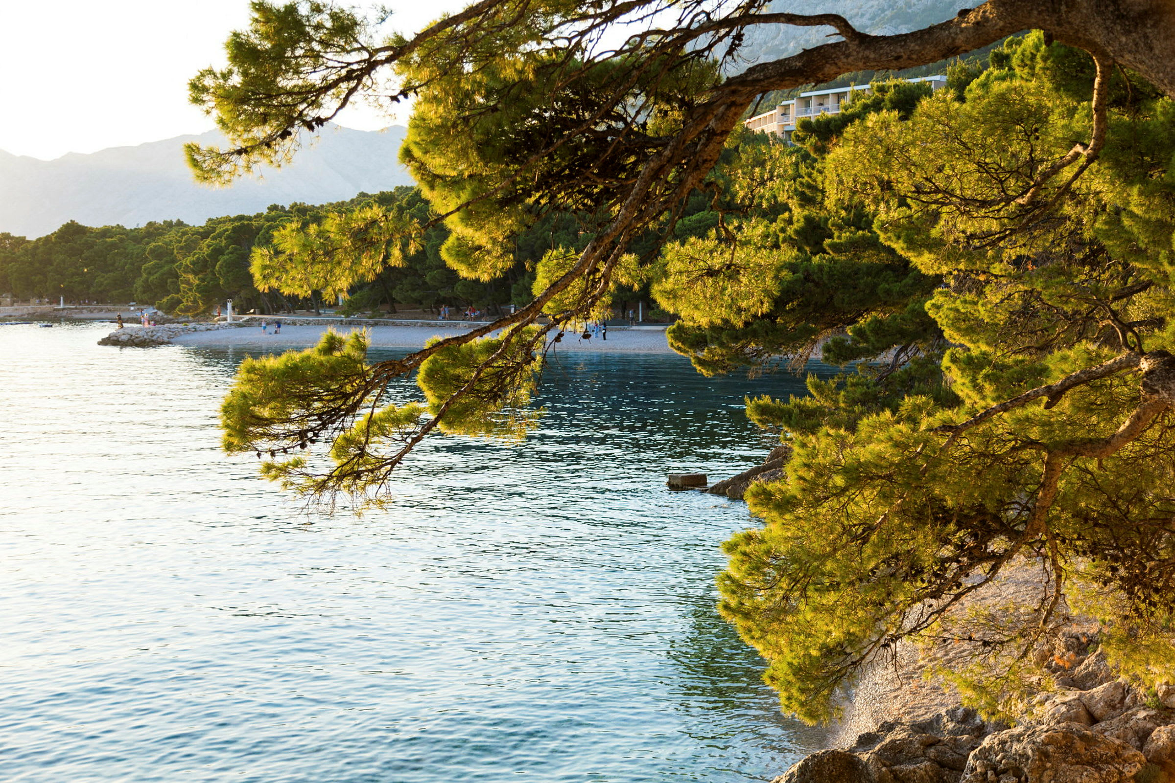 Strand med trädgrenar som sträcker sig över vatten. (AI-genererad text)
