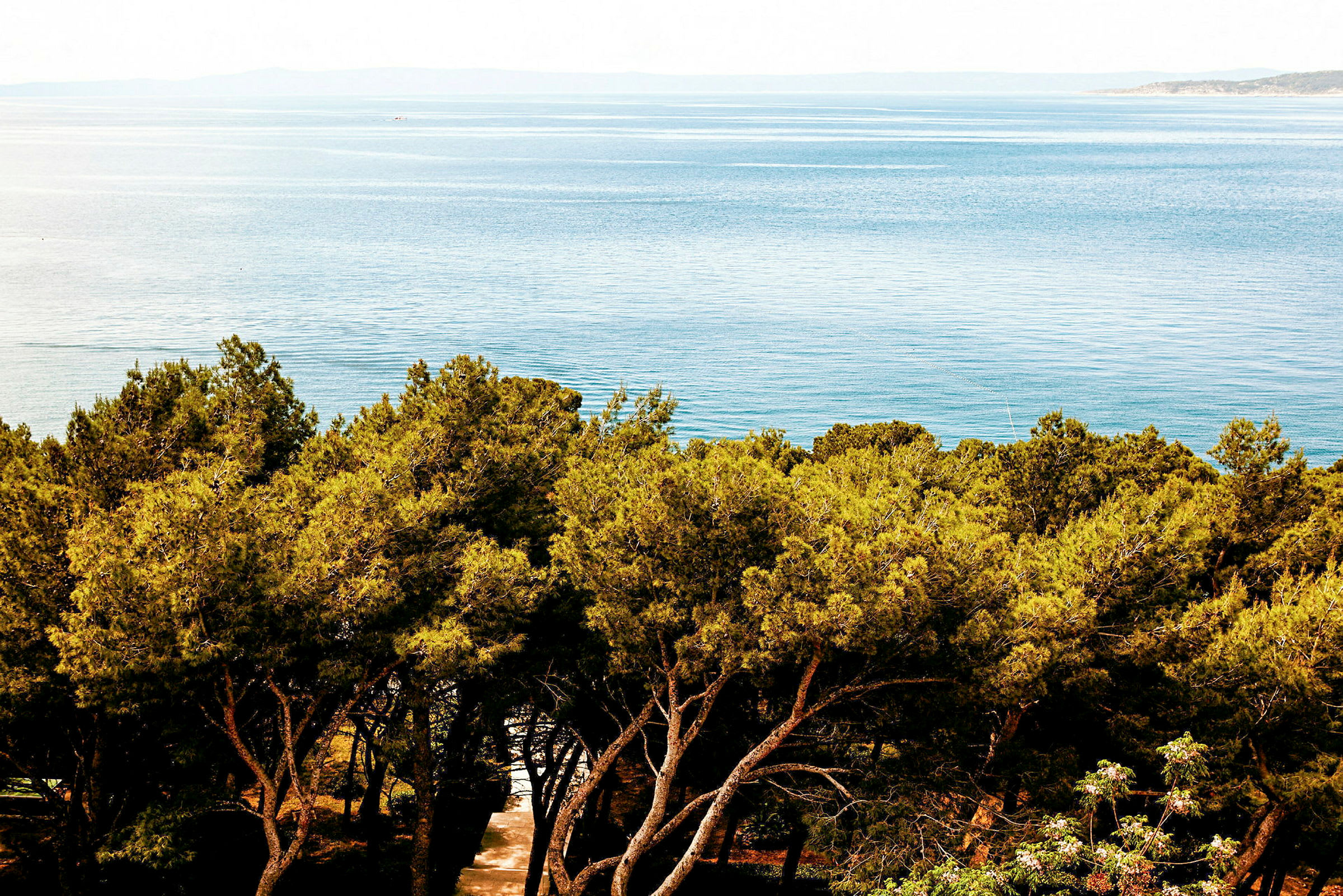 En utsikt över havet med grönskande skog i förgrunden. (AI-genererad text)